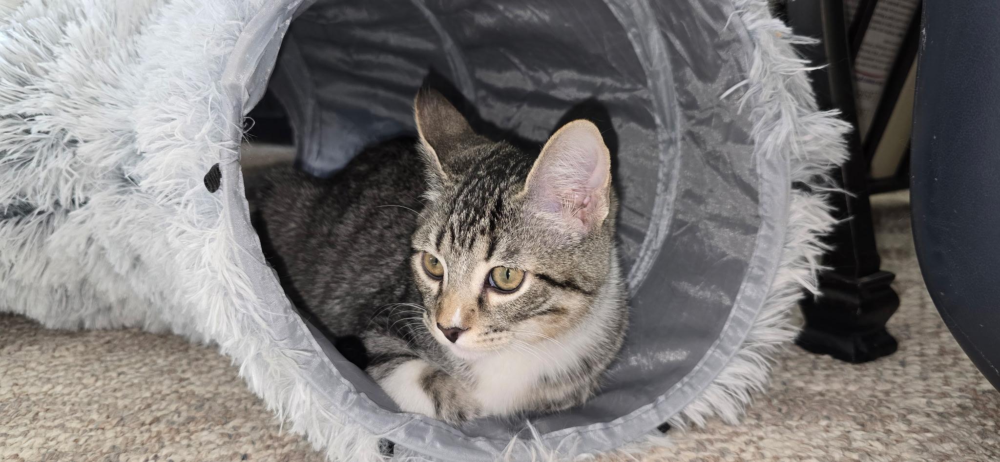 Enlarge Grayson, a ADOPTABLE Domestic Short Hair in Sierra Vista, AZ image 2/2