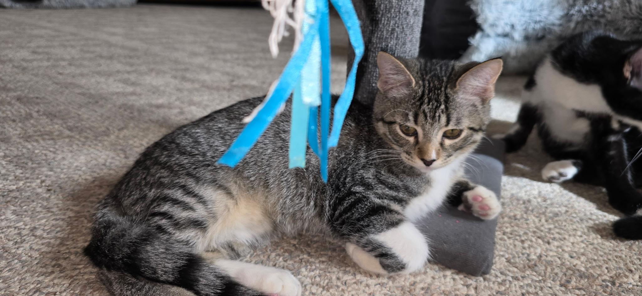 Grayson, ADOPTABLE, Young Male Domestic Short Hair.