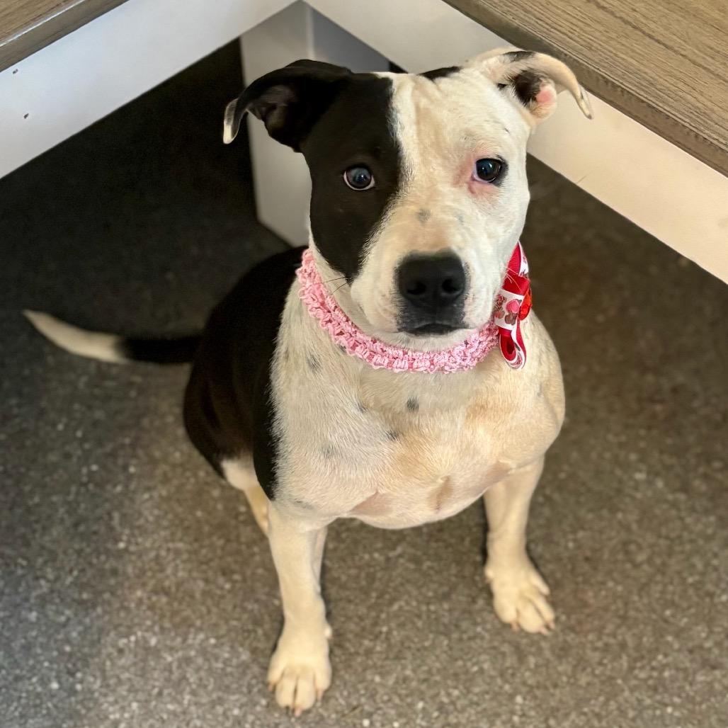 Enlarge Velma, a Adoptable mixed breed in Metamora, MI image 1/6