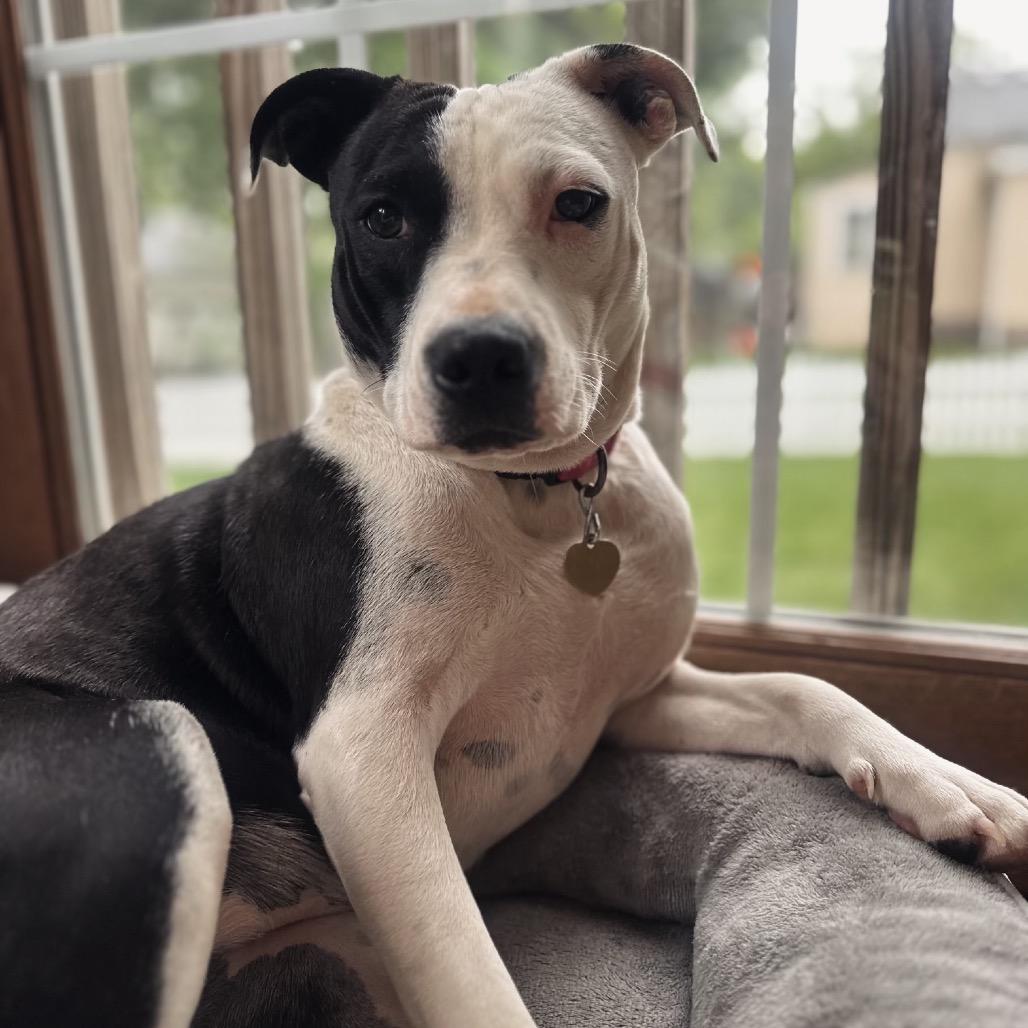 Velma, a Adoptable mixed breed in Metamora, MI image 2/6