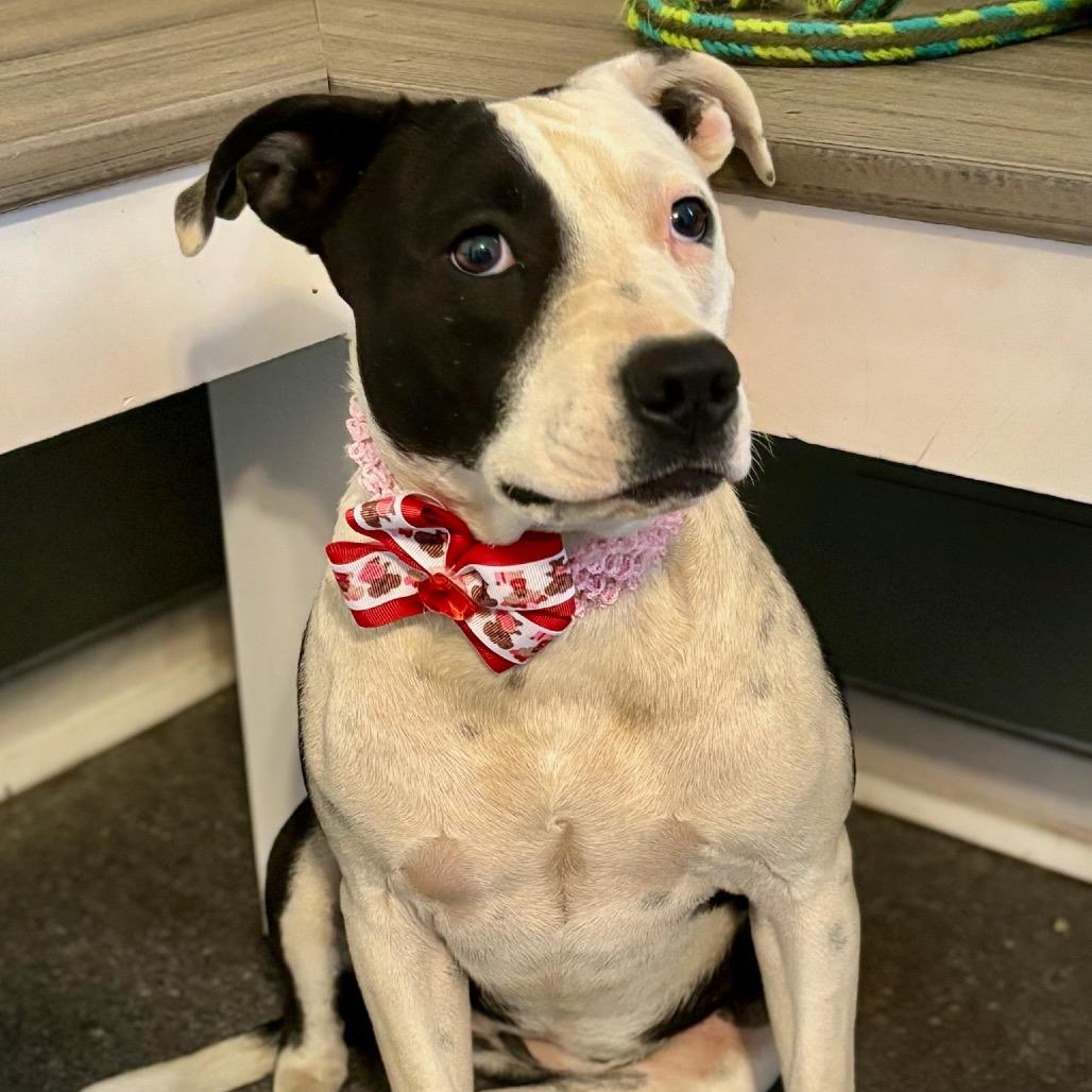 Enlarge Velma, a Adoptable mixed breed in Metamora, MI image 2/6