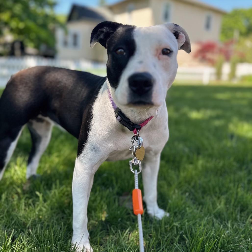 Velma, a Adoptable mixed breed in Metamora, MI image 3/6