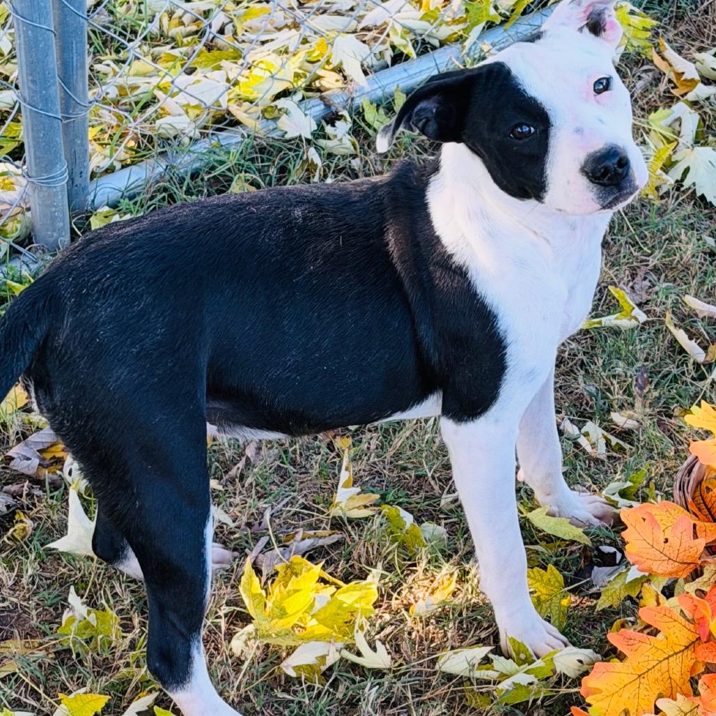 Enlarge Velma, a Adoptable mixed breed in Metamora, MI image 3/6