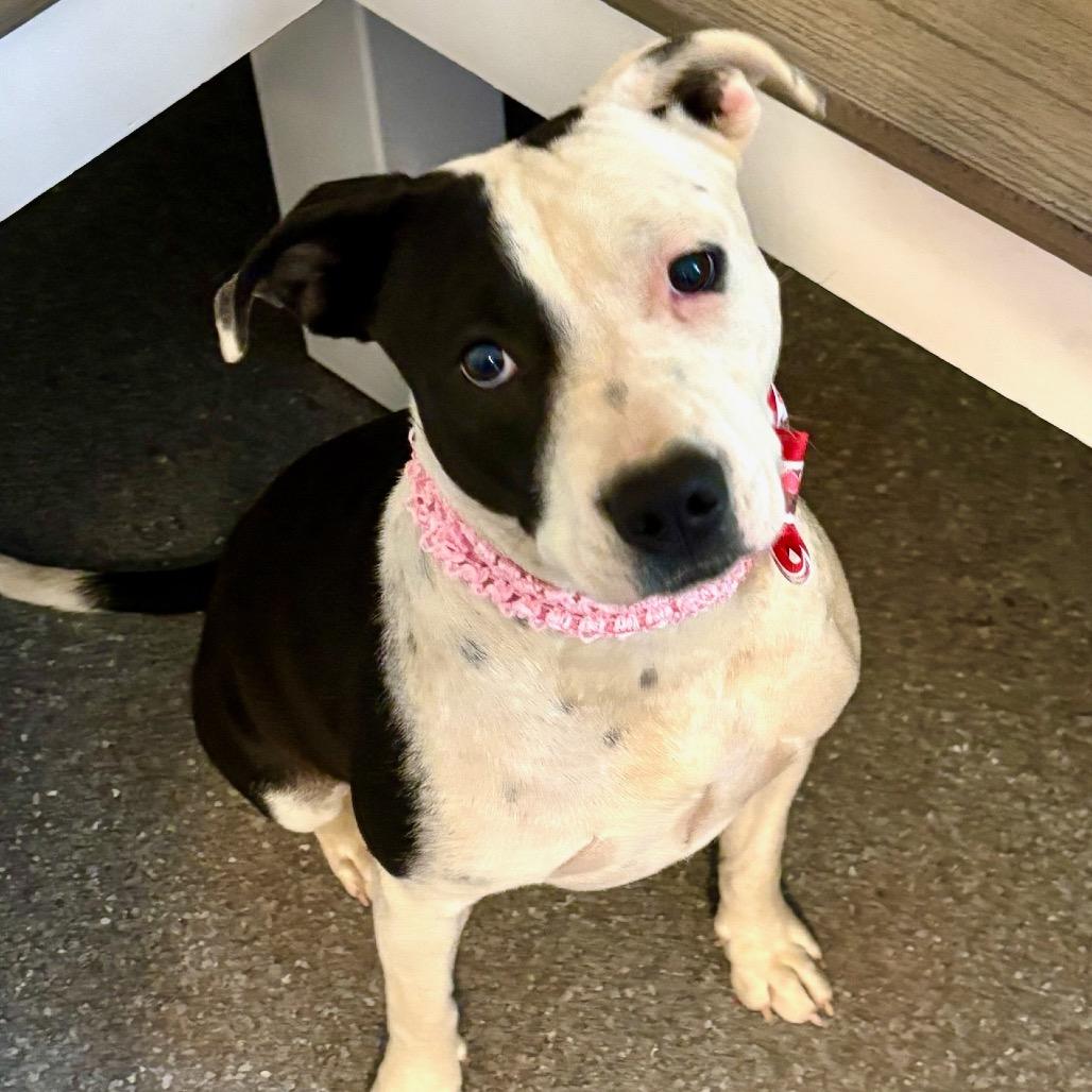 Enlarge Velma, a Adoptable mixed breed in Metamora, MI image 4/6