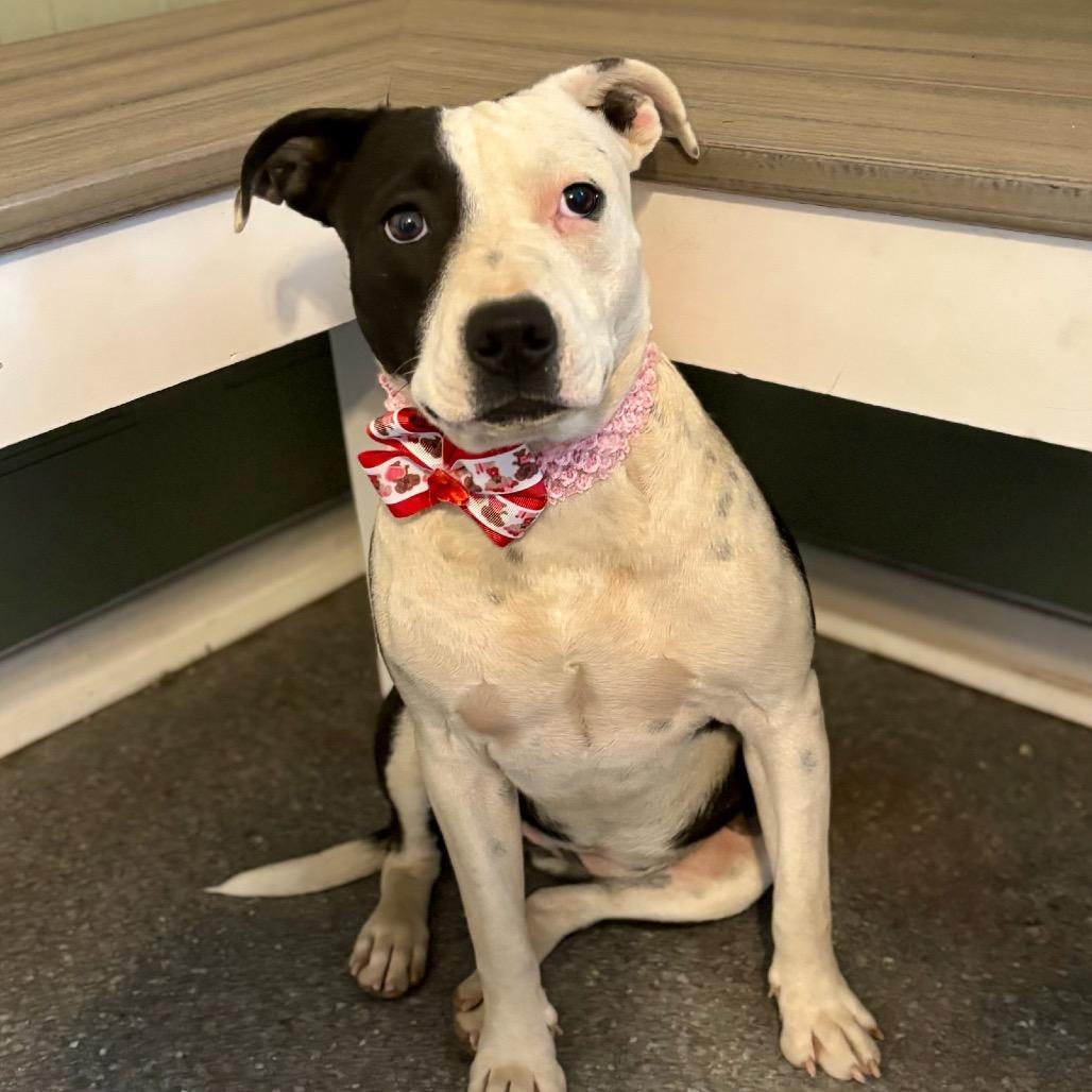 Enlarge Velma, a Adoptable mixed breed in Metamora, MI image 5/6