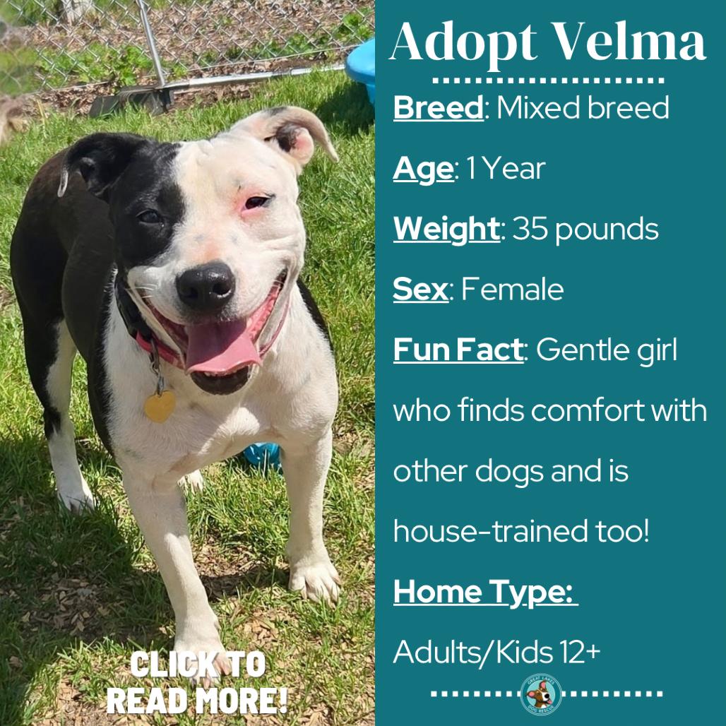Velma, a Adoptable mixed breed in Metamora, MI image 6/6