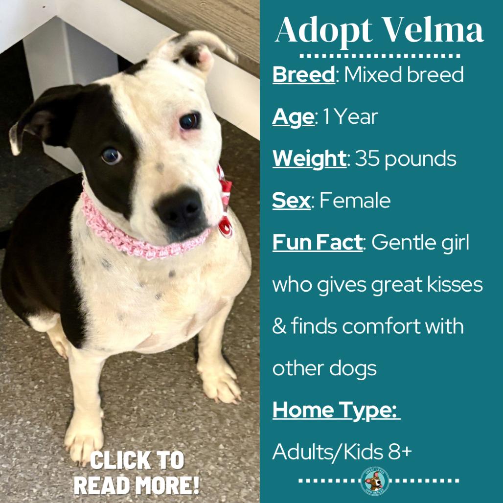 Enlarge Velma, a Adoptable mixed breed in Metamora, MI image 6/6