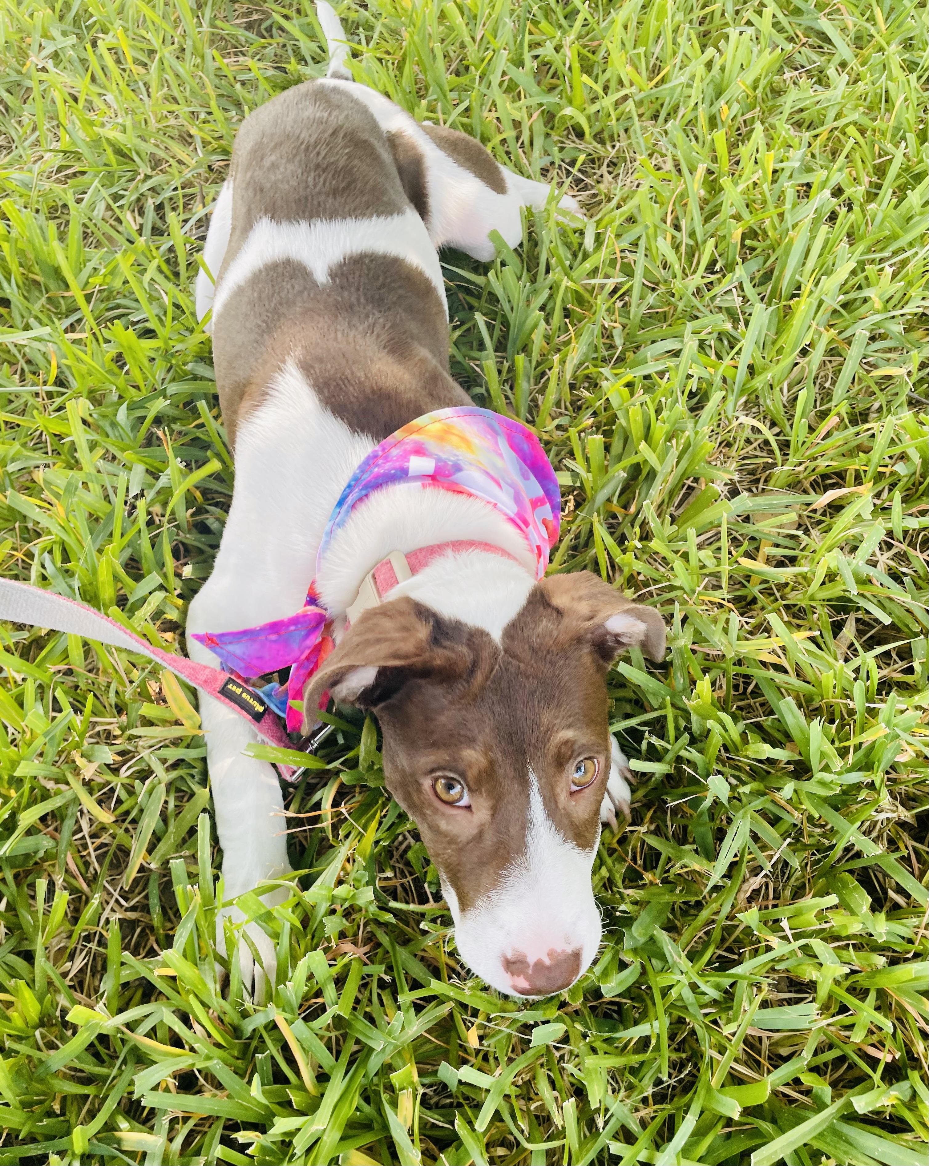 Enlarge Sadie, a Adopted mixed breed in Arlington, TX image 2/5