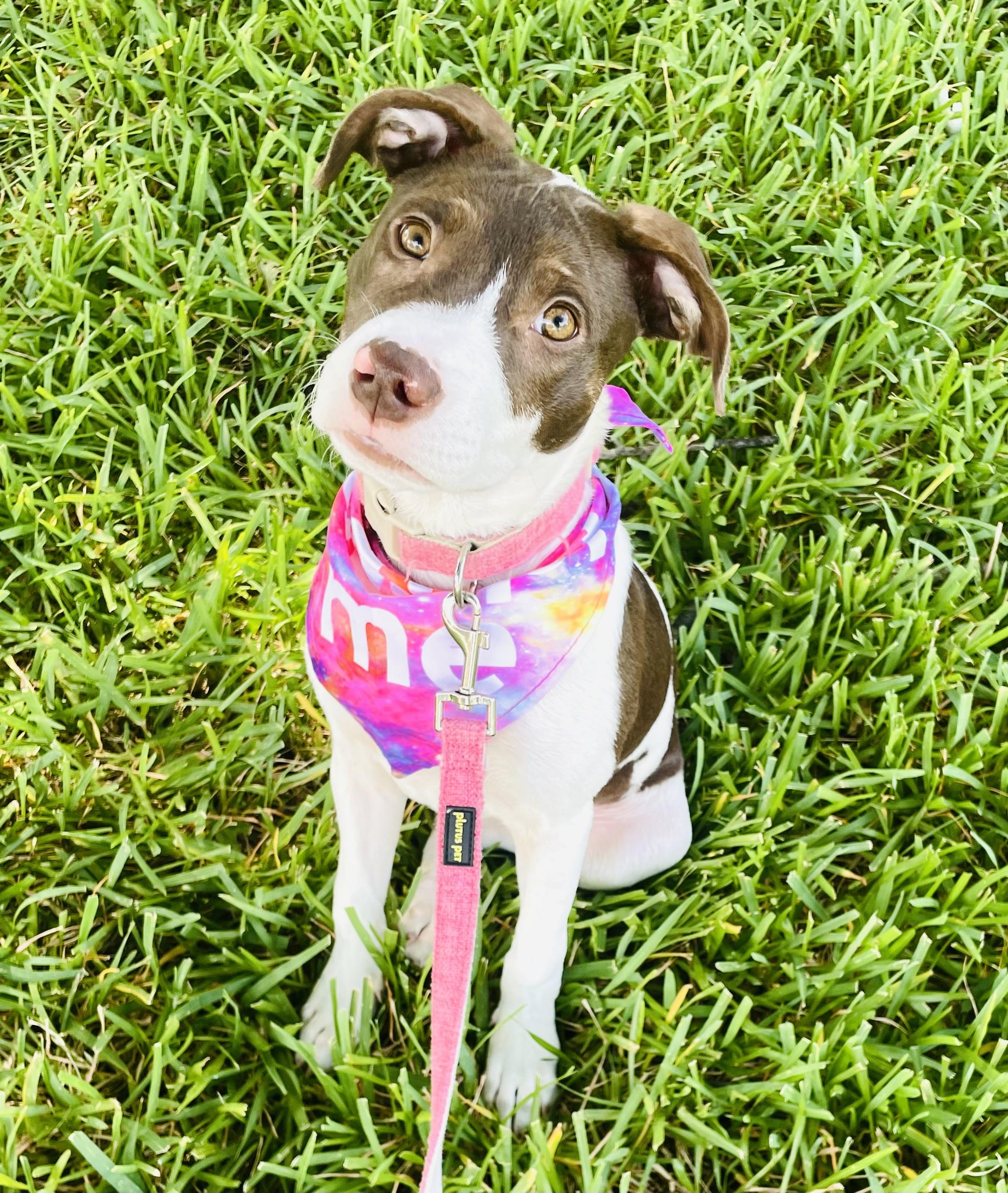 Sadie, Adopted, Puppy Female American Staffordshire Terrier & English Pointer.