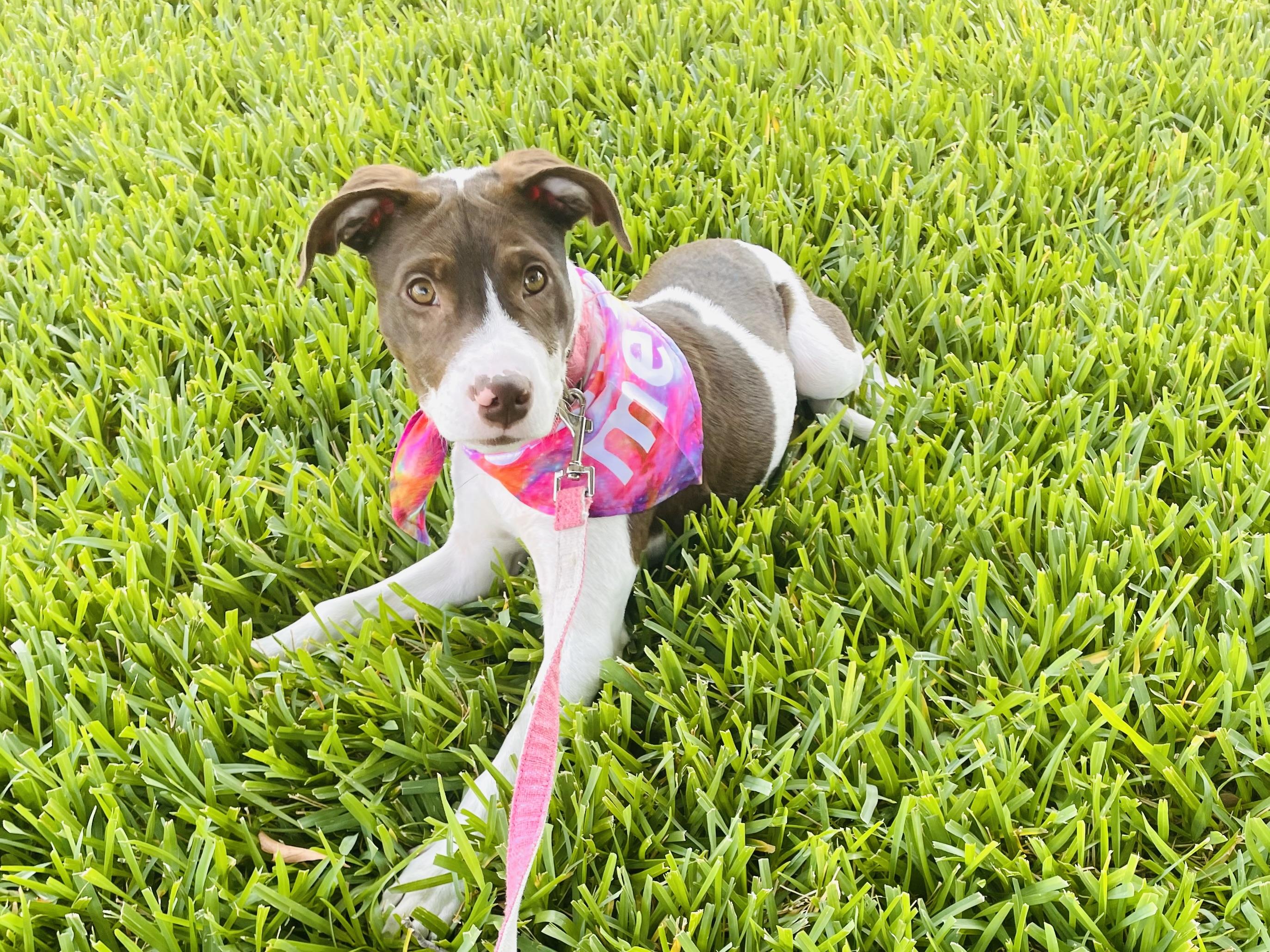 Enlarge Sadie, a Adopted mixed breed in Arlington, TX image 3/5