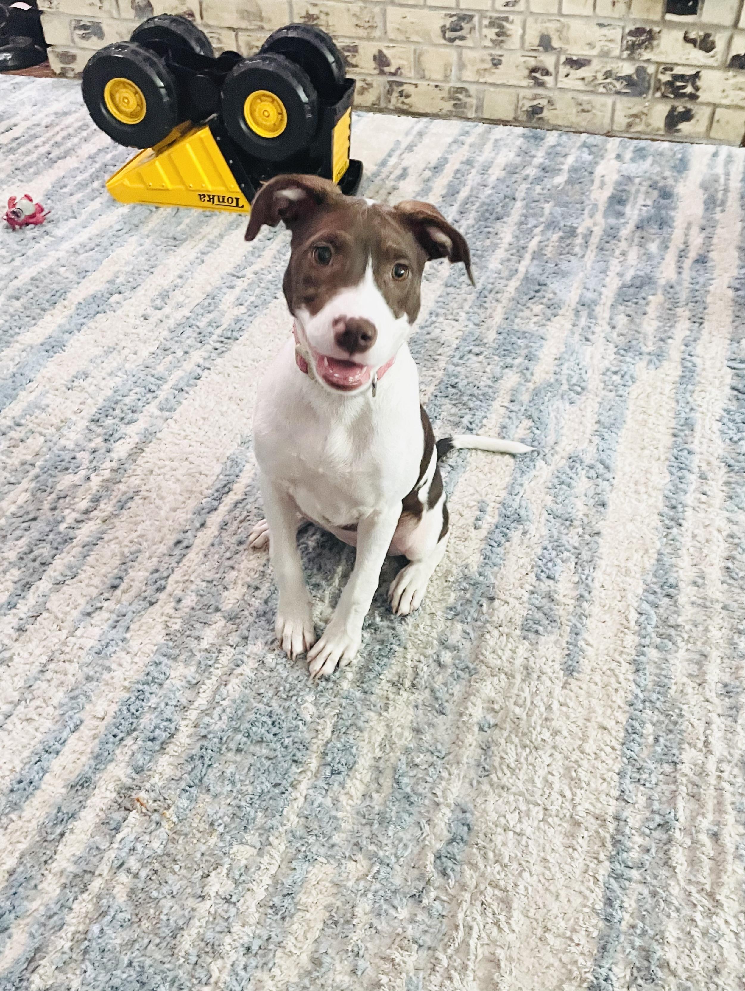 Enlarge Sadie, a Adopted mixed breed in Arlington, TX image 5/5