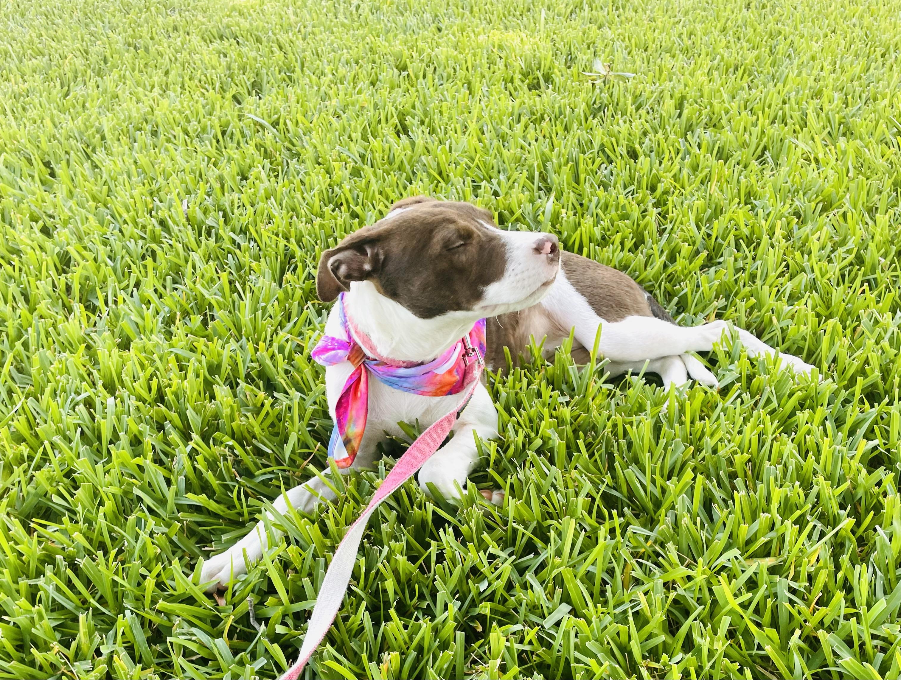 Enlarge Sadie, a Adopted mixed breed in Arlington, TX image 4/5