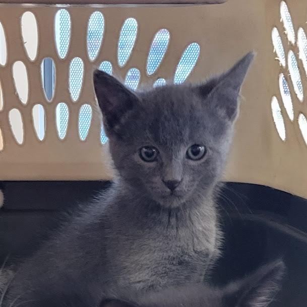 Baxter, Adoptable, Kitten Male Domestic Short Hair.