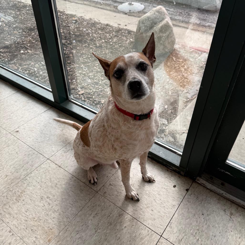 Enlarge Biscuit, a ADOPTABLE Mixed Breed in Homewood, IL image 1/2