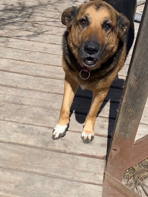 Alaska, Adopted, Adult Female German Shepherd Dog.