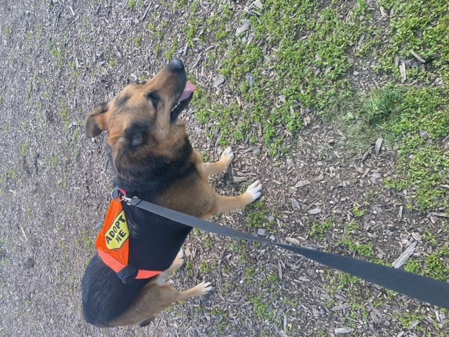 Alaska, a Adopted German Shepherd Dog in Winnipeg, MB image 2/2