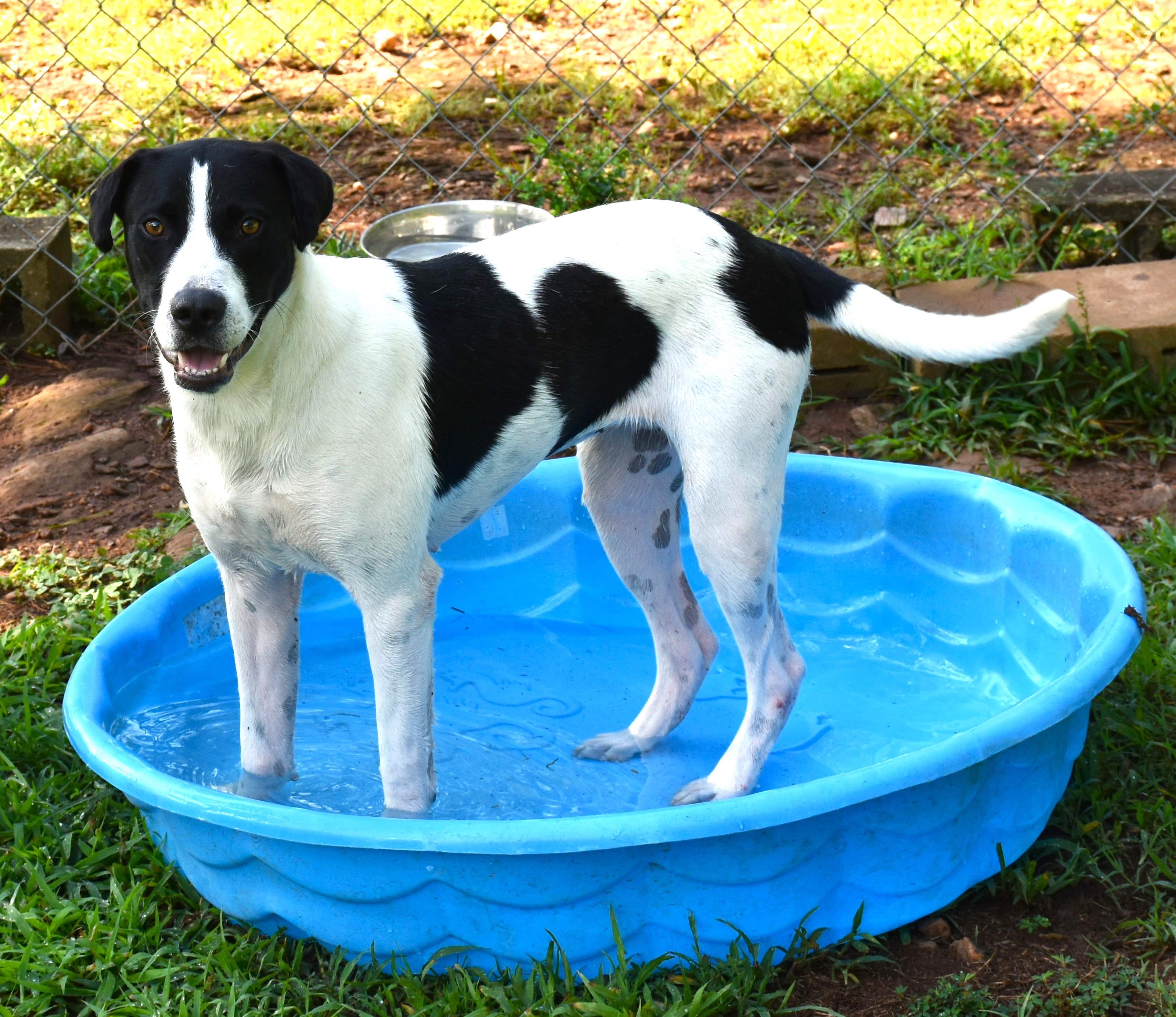 Rain, a Adoptable mixed breed in Wedowee, AL image 4/6