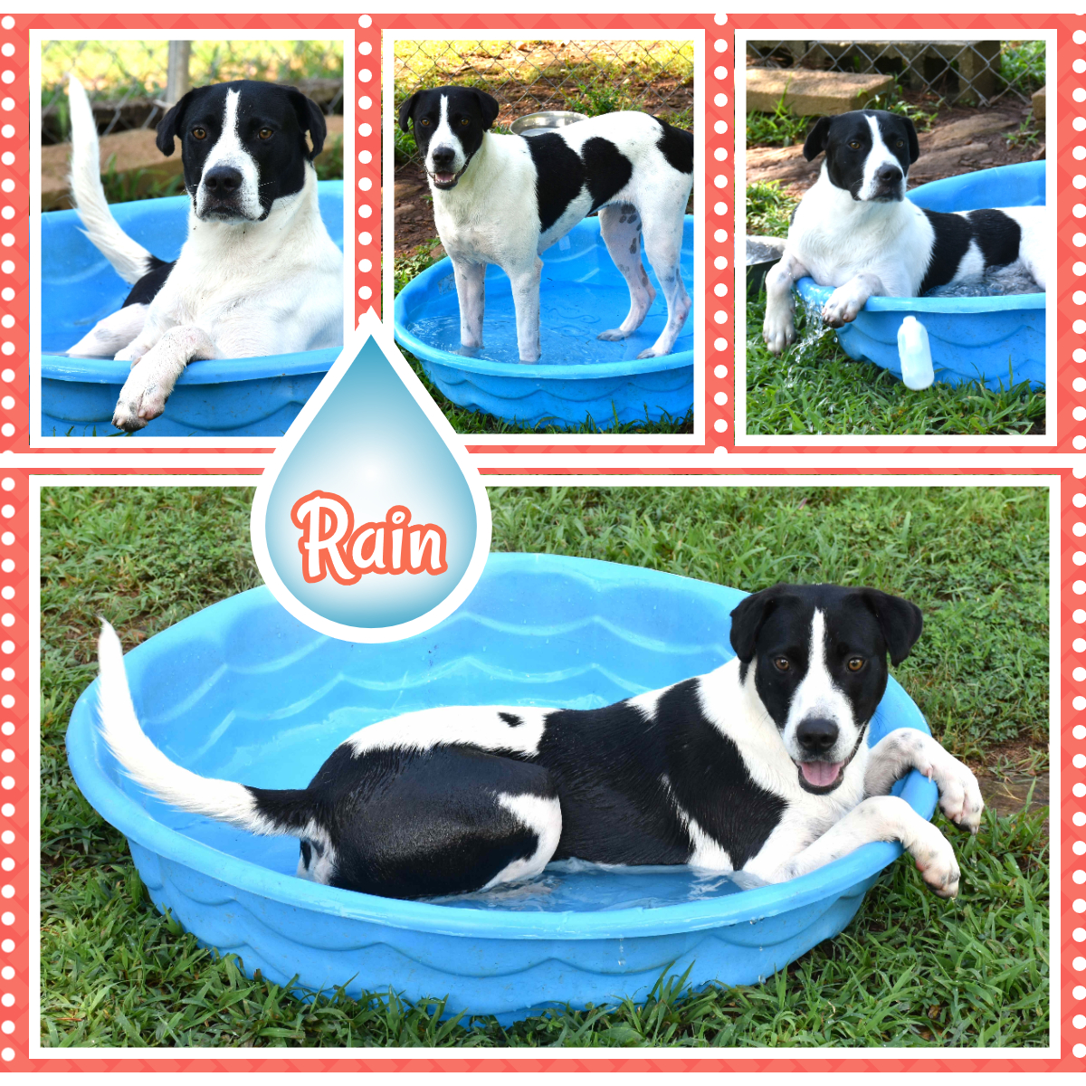 Rain, Adoptable, Adult Female Labradoodle.