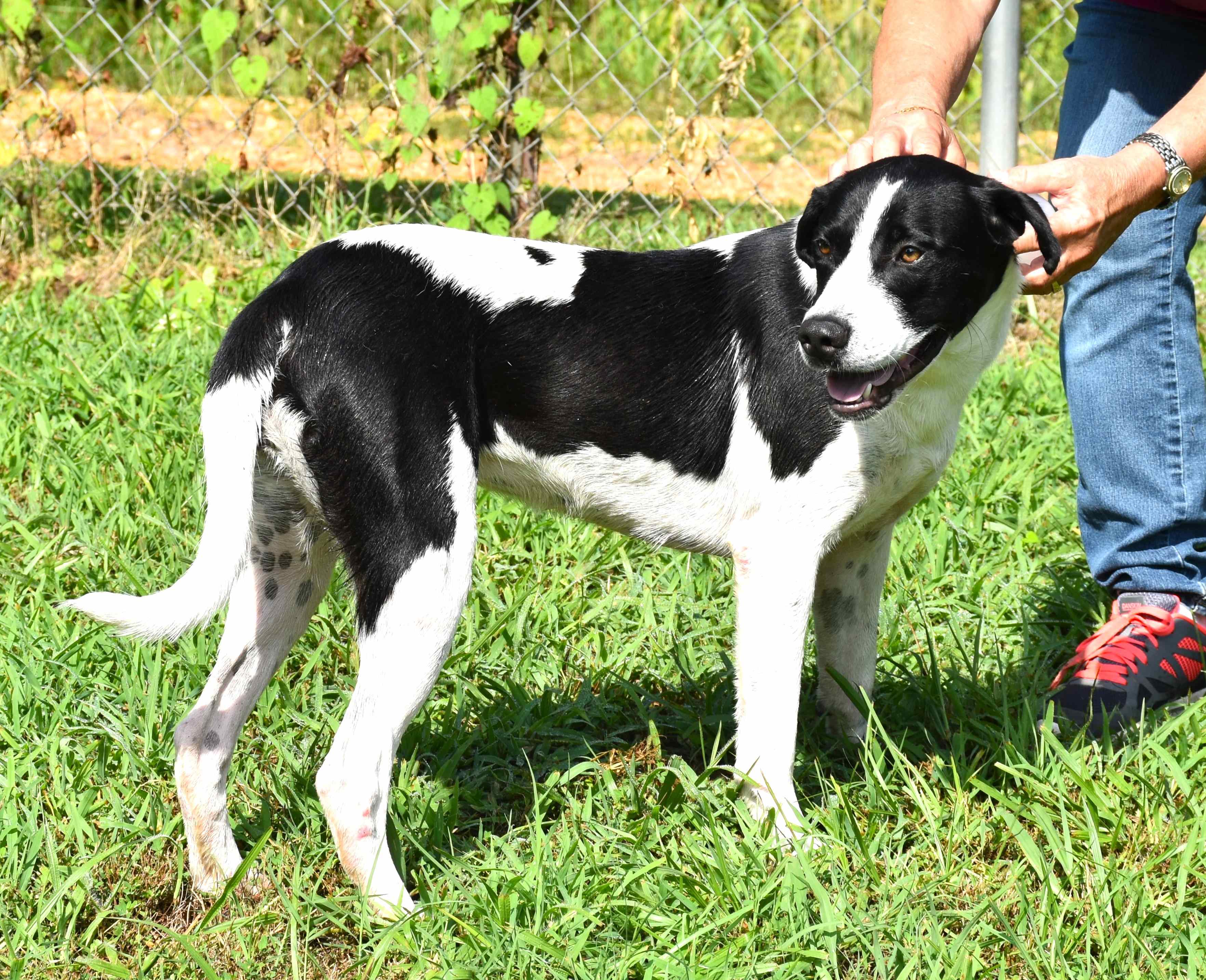 Rain, a Adoptable mixed breed in Wedowee, AL image 5/6