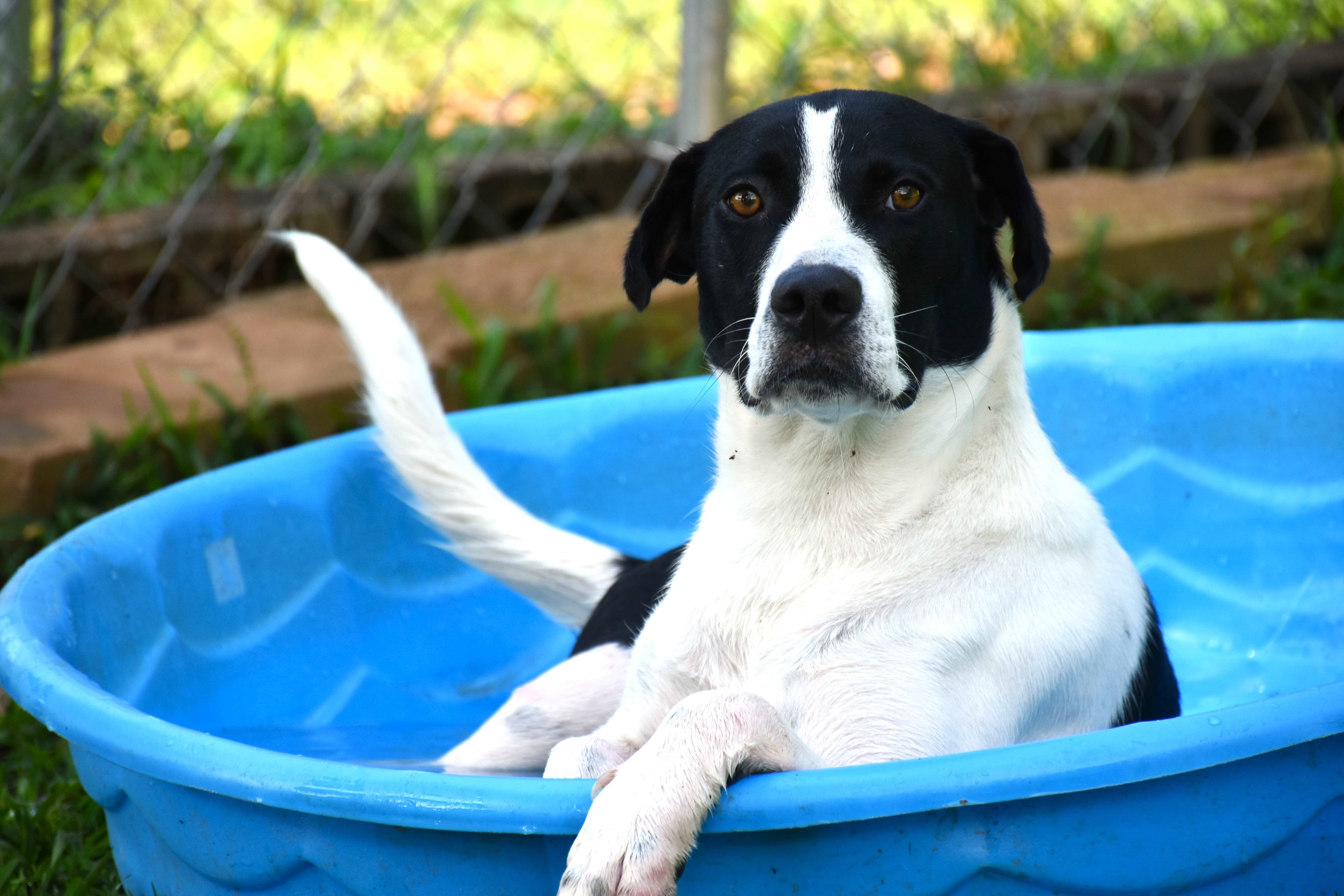 Rain, a Adoptable mixed breed in Wedowee, AL image 2/6
