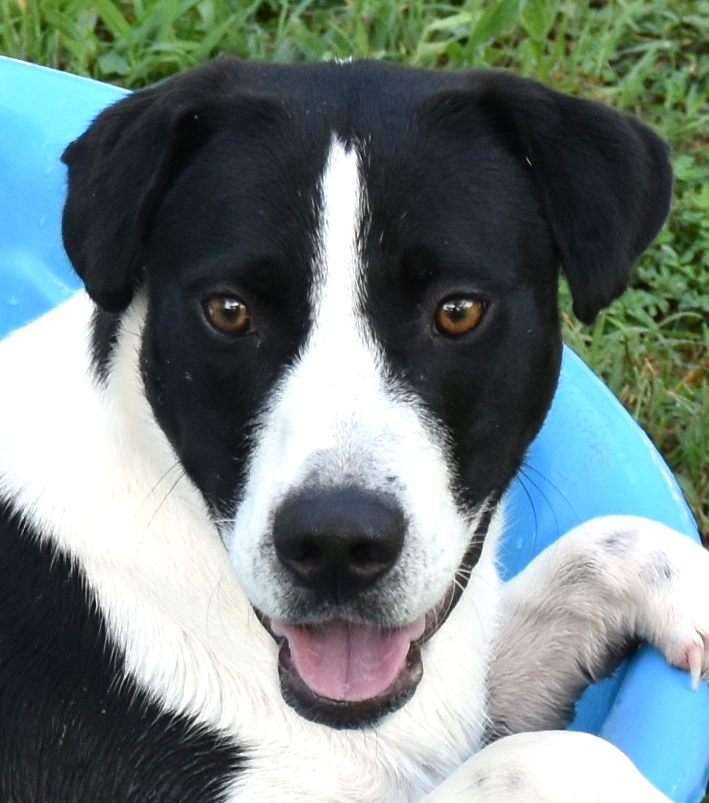 Rain, a Adoptable mixed breed in Wedowee, AL image 3/6
