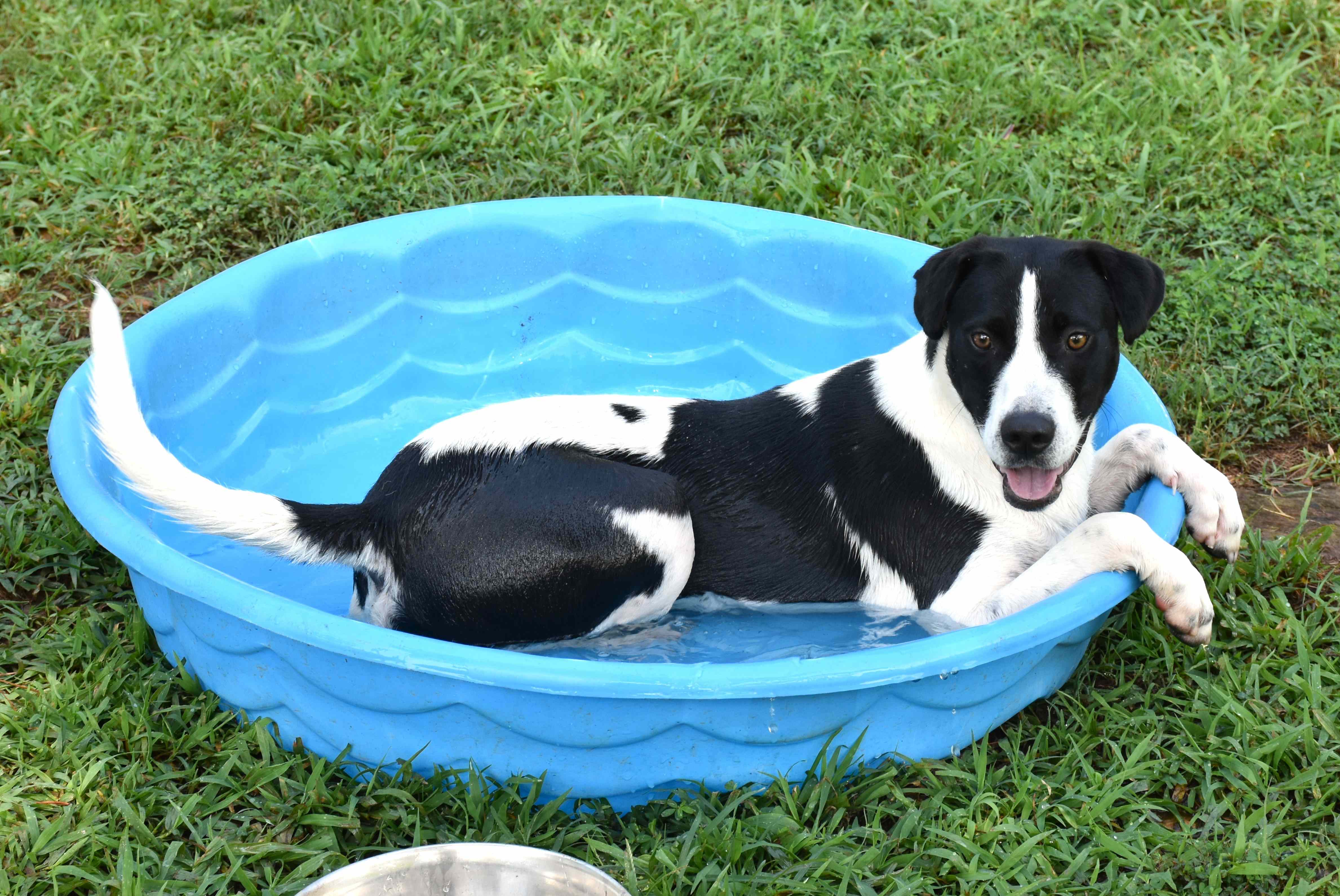 Rain, a Adoptable mixed breed in Wedowee, AL image 6/6