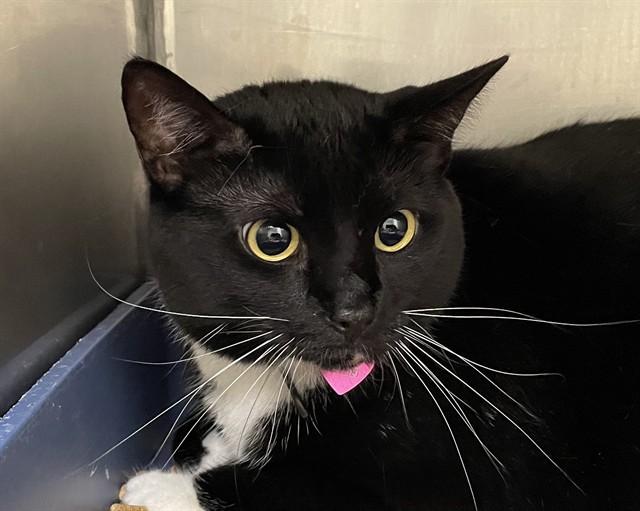 BELLE, Adoptable, Adult Female Domestic Short Hair.