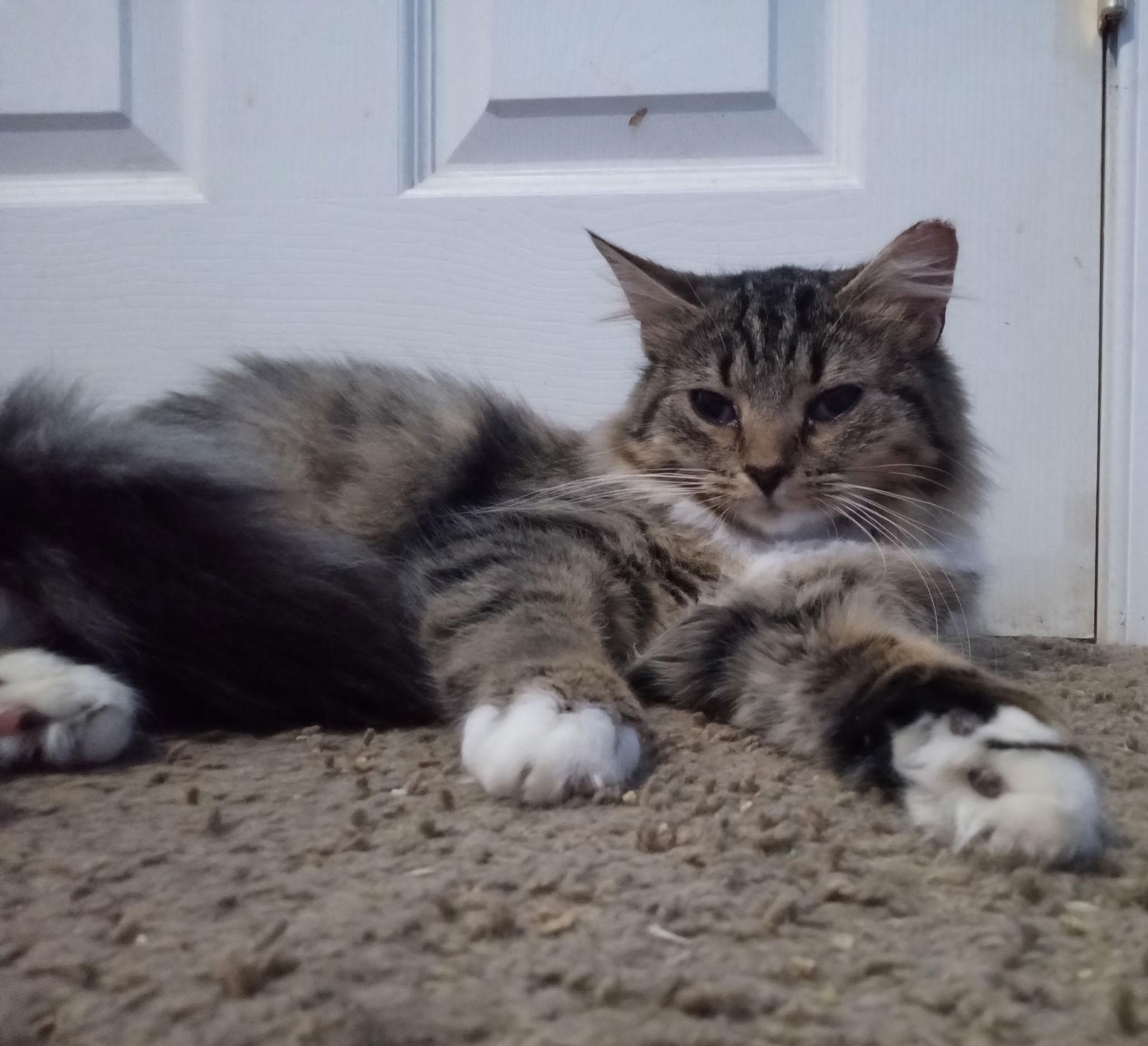 Tabitha, Adopted, Adult Female Maine Coon & Domestic Long Hair.