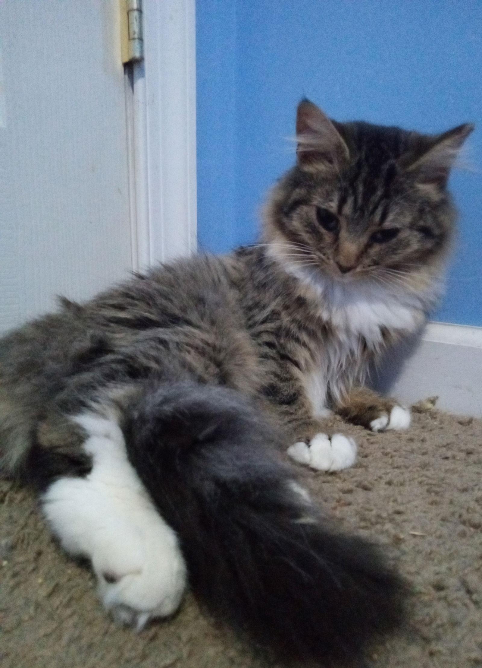 Tabitha, a Adopted mixed breed in Lutherville, MD image 2/3