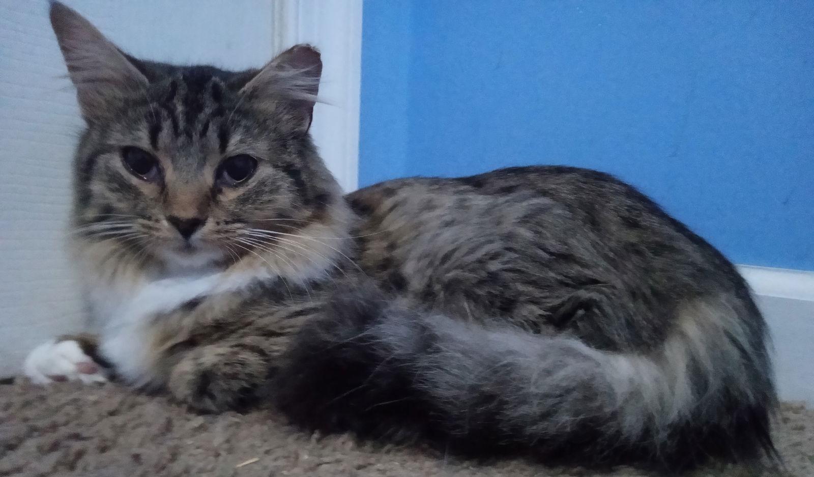 Tabitha, a Adopted mixed breed in Lutherville, MD image 3/3