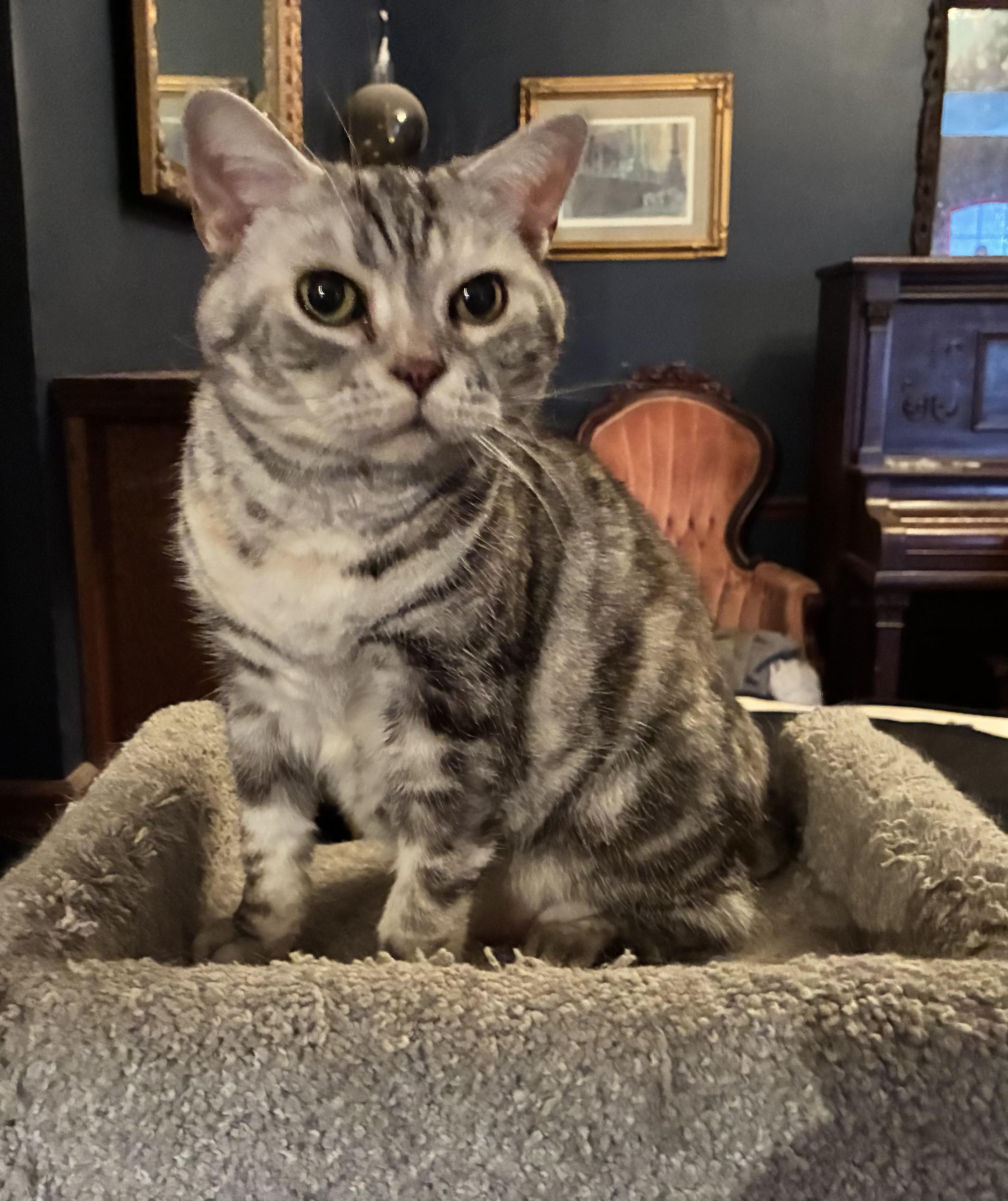 Penny, an adopted British Shorthair in Indianapolis, IN image 1/3