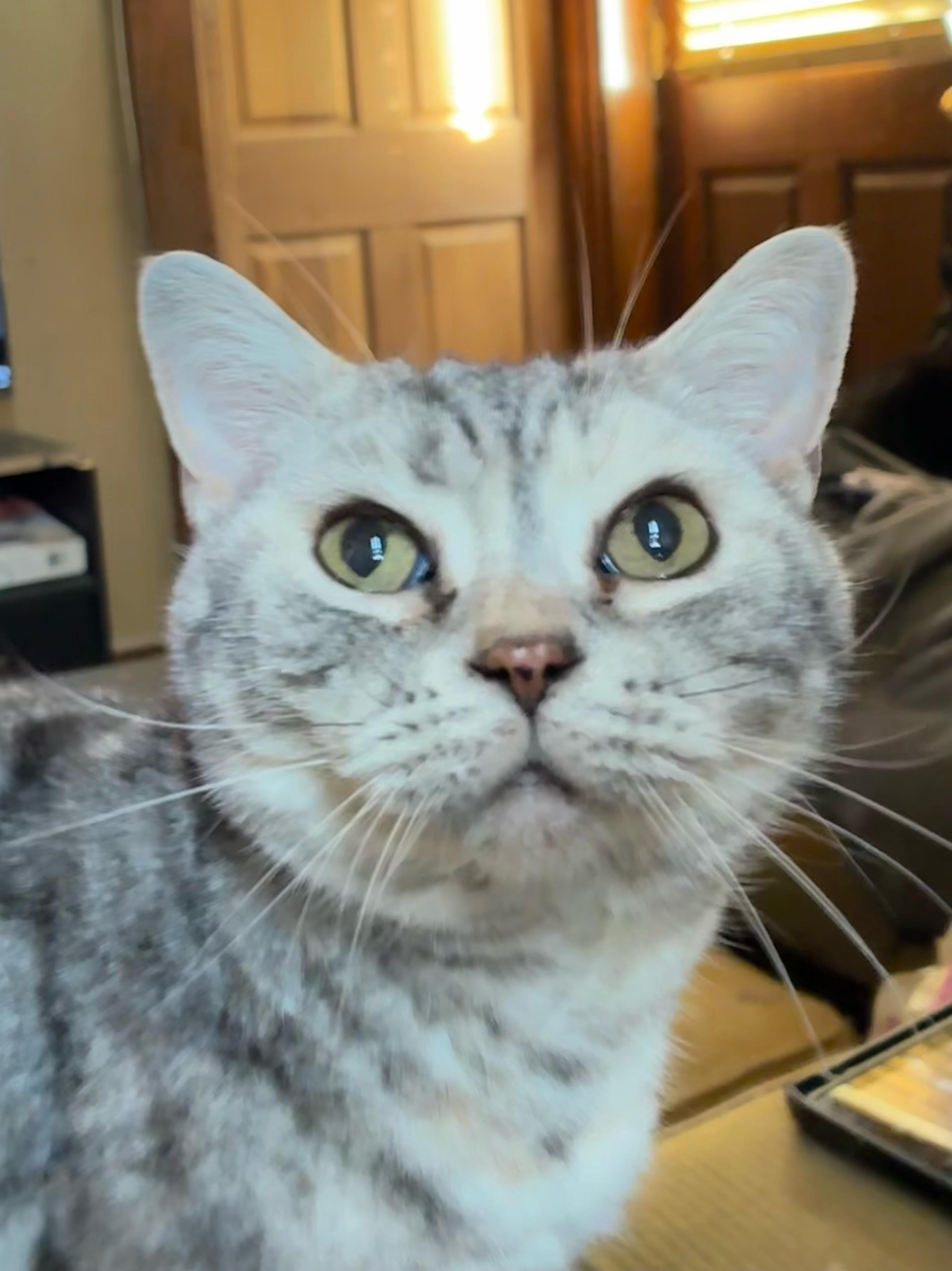 Penny, an adopted British Shorthair in Indianapolis, IN image 3/3