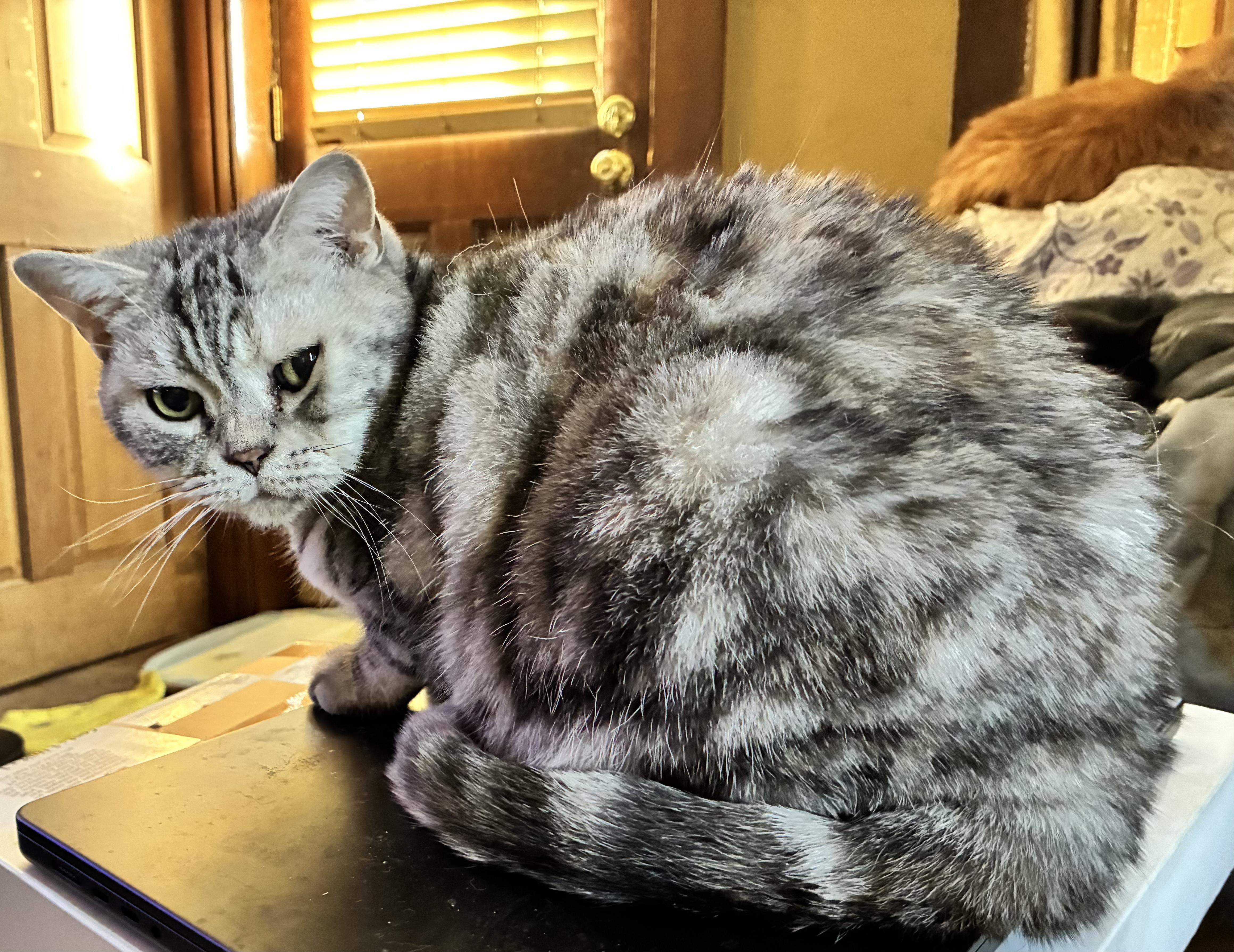 Penny, an adopted British Shorthair in Indianapolis, IN image 2/3