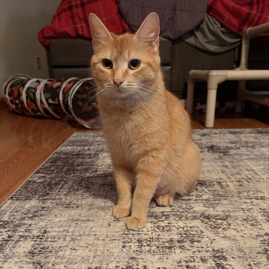 Yahtzee, Adoptable, Adult Female Domestic Short Hair.
