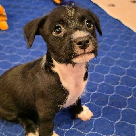 Waffle, Adoptable, Young Male Chihuahua & Terrier.