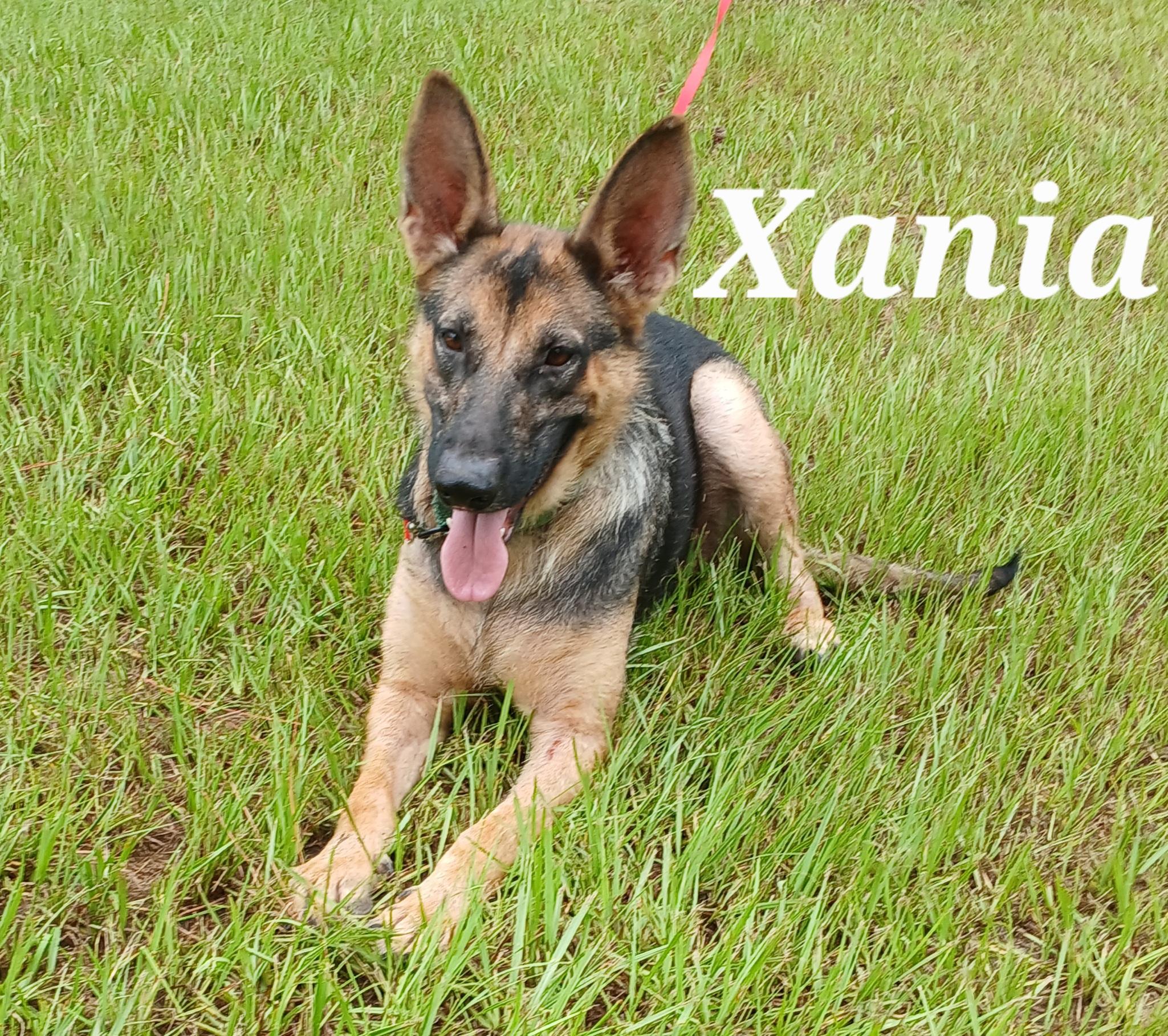 Xania, ADOPTABLE, Adult Female German Shepherd Dog.