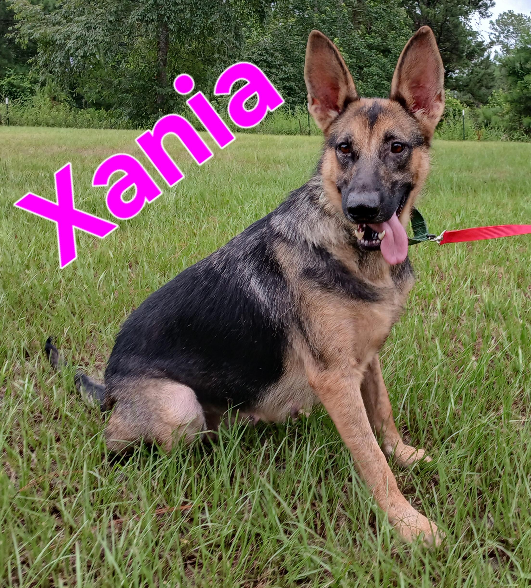 Xania, a ADOPTABLE German Shepherd Dog in Rome, GA image 2/2