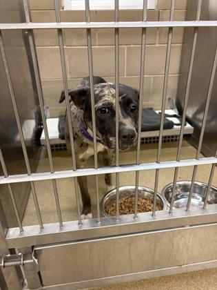 Violet, Adoptable, Puppy Female Catahoula Leopard Dog.