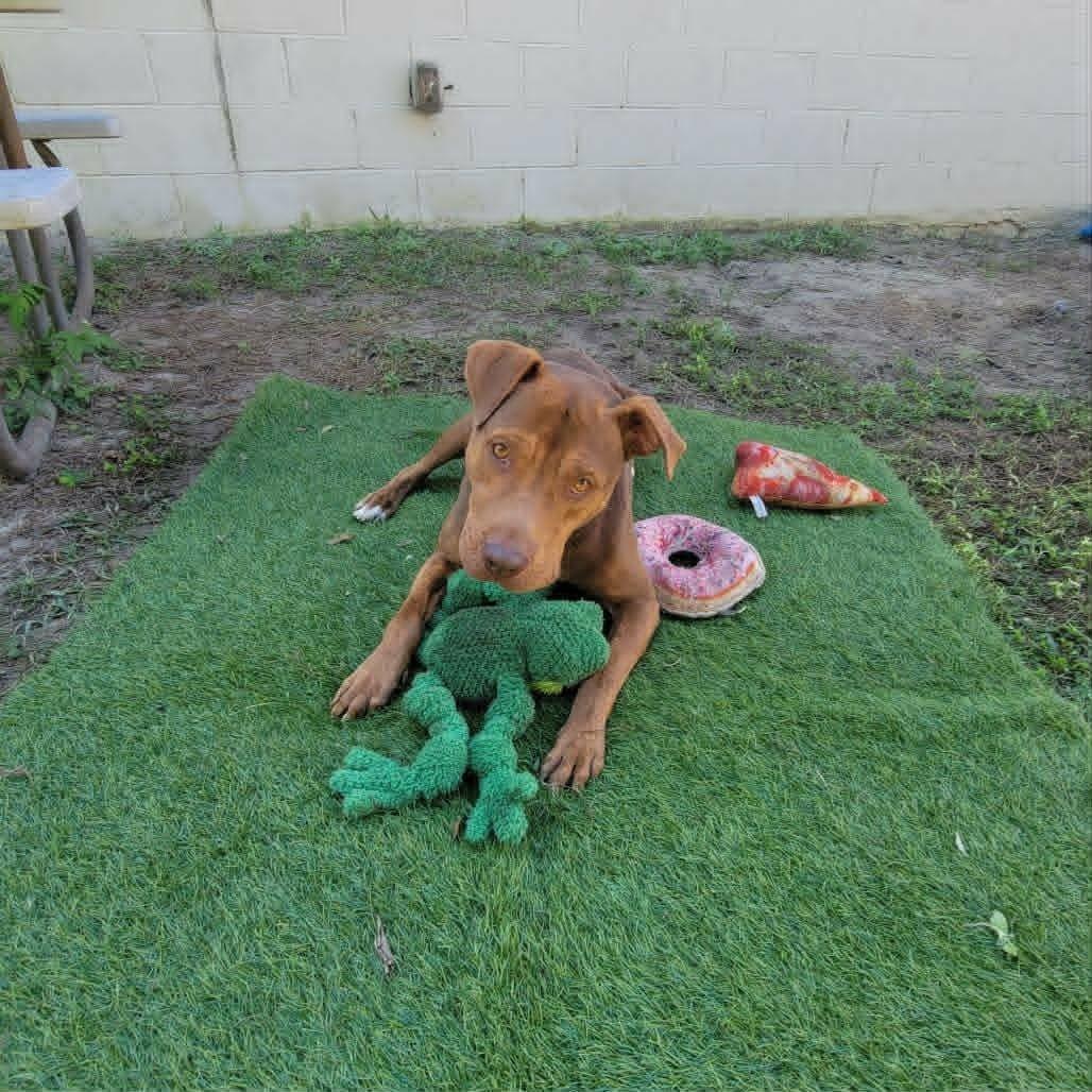 Clifford, a ADOPTABLE mixed breed in Umatilla, FL image 5/6