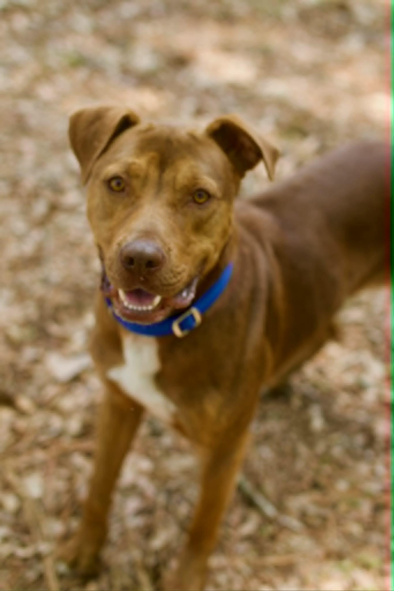 Clifford, ADOPTABLE, Adult Male Mixed Breed.