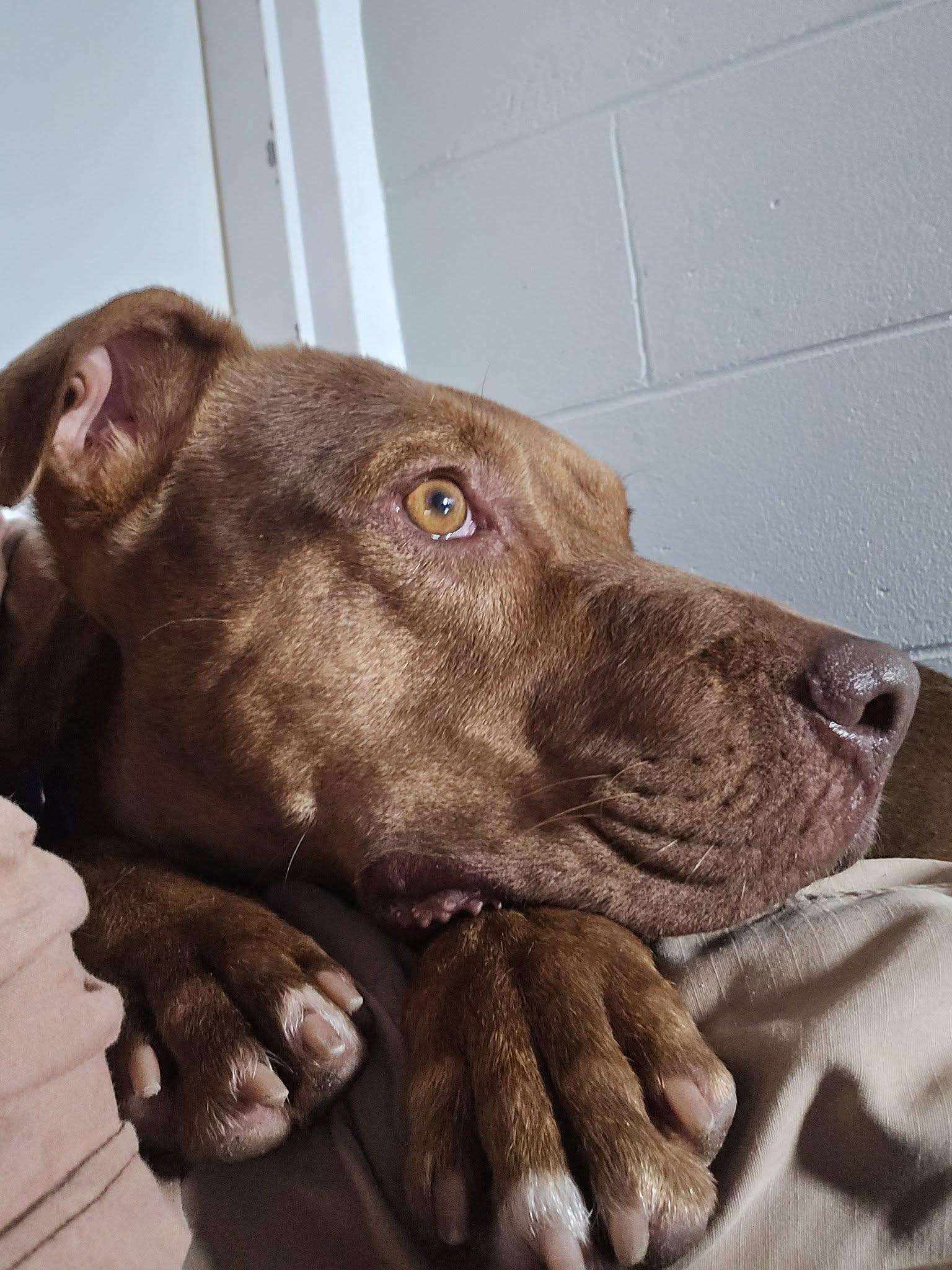 Enlarge Clifford (In Training), a ADOPTABLE mixed breed in Umatilla, FL image 2/5
