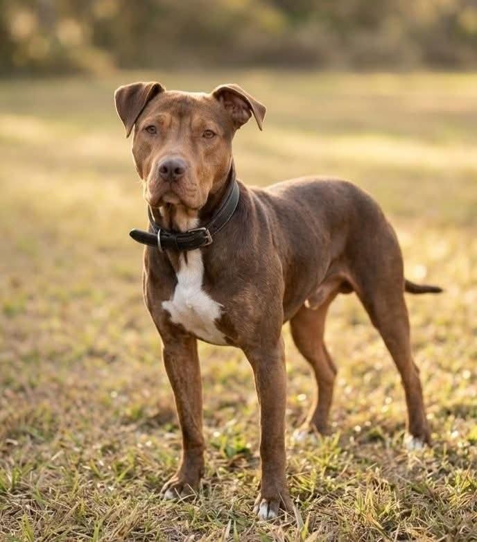 Clifford, a ADOPTABLE mixed breed in Umatilla, FL image 2/6
