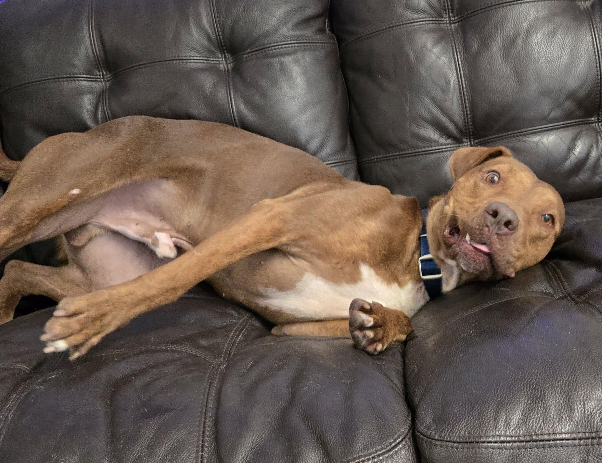 Enlarge Clifford (In Training), a ADOPTABLE mixed breed in Umatilla, FL image 5/5