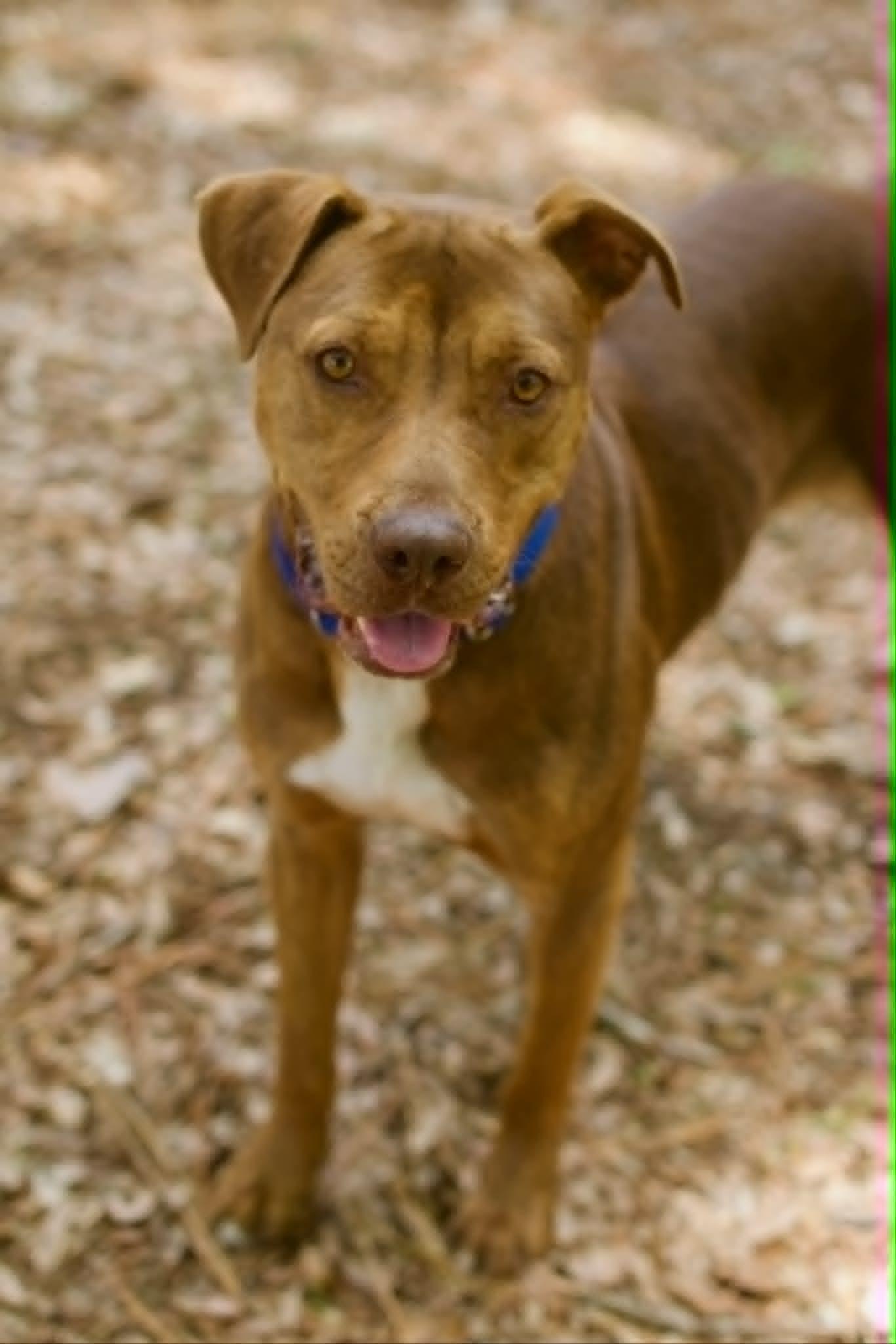 Clifford, a ADOPTABLE mixed breed in Umatilla, FL image 6/6