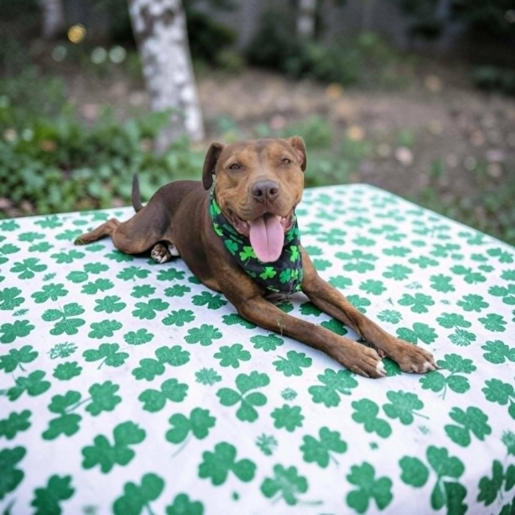 Clifford, a ADOPTABLE mixed breed in Umatilla, FL image 3/6