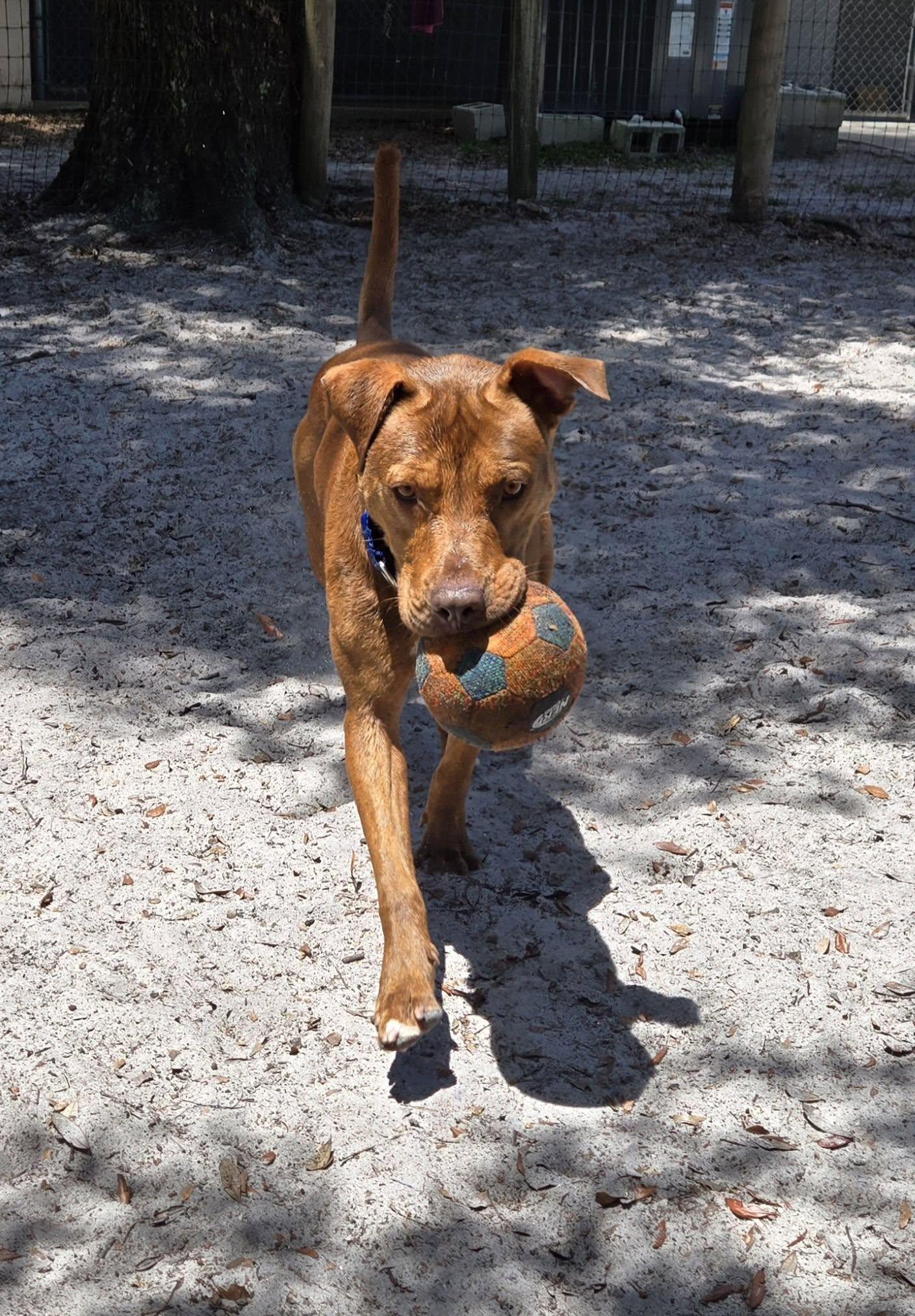Clifford (In Training), ADOPTABLE, Adult Male Mixed Breed.