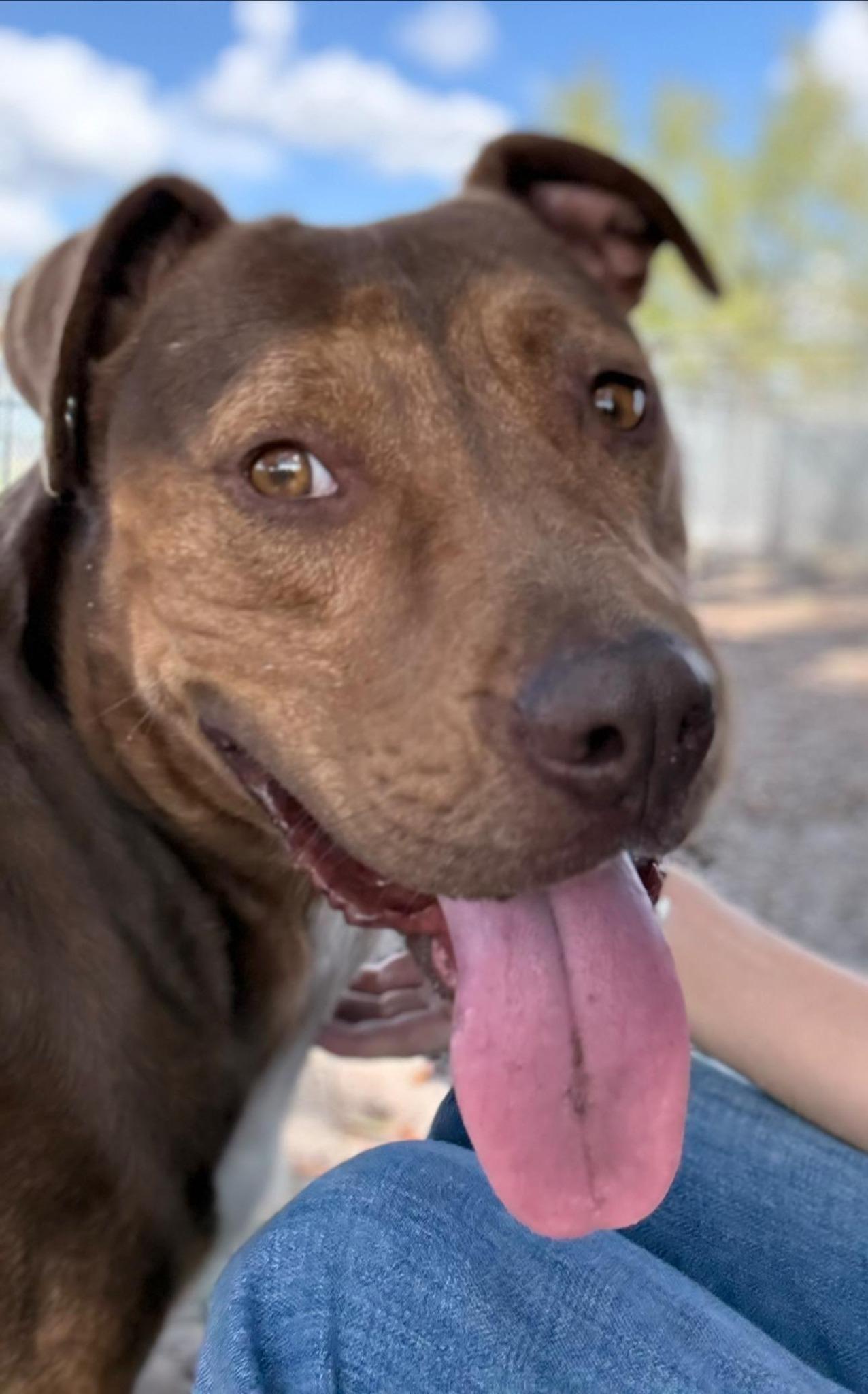 Clifford, a ADOPTABLE mixed breed in Umatilla, FL image 4/6