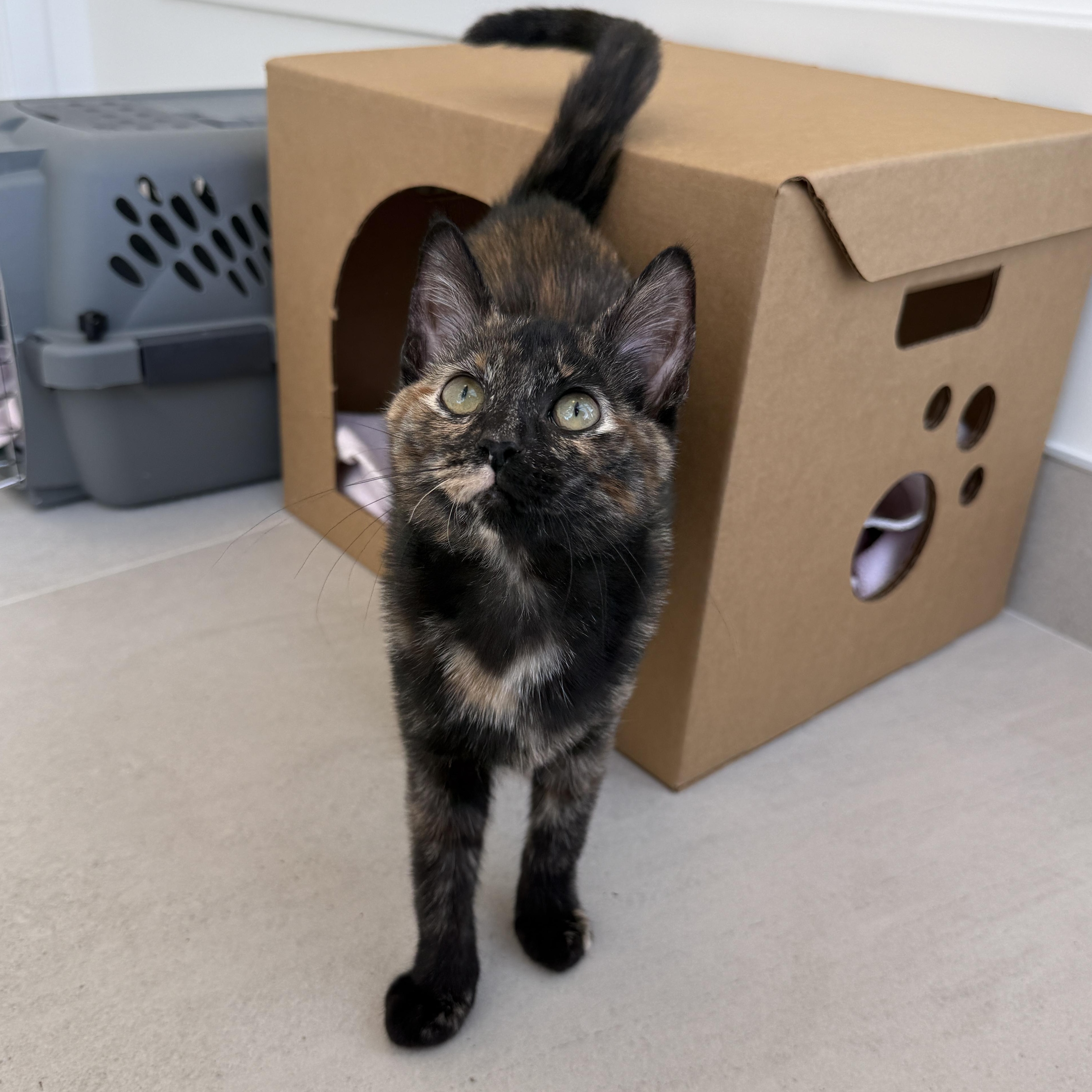 Gilda, ADOPTABLE, Kitten Female Tortoiseshell.