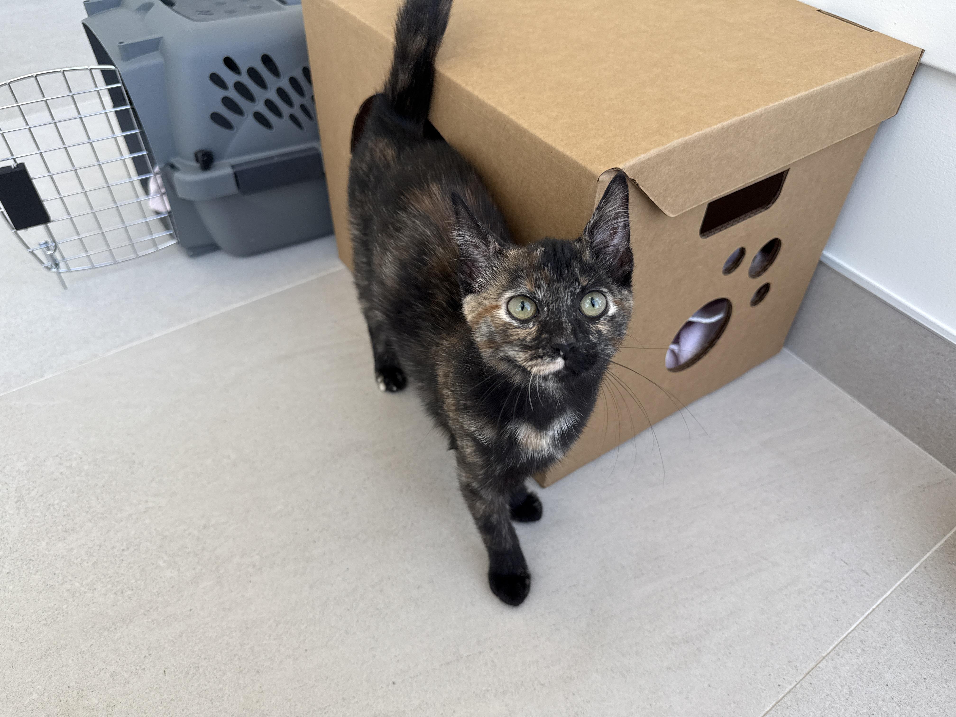 Enlarge Gilda, a ADOPTABLE Tortoiseshell in Evanston, IL image 3/3