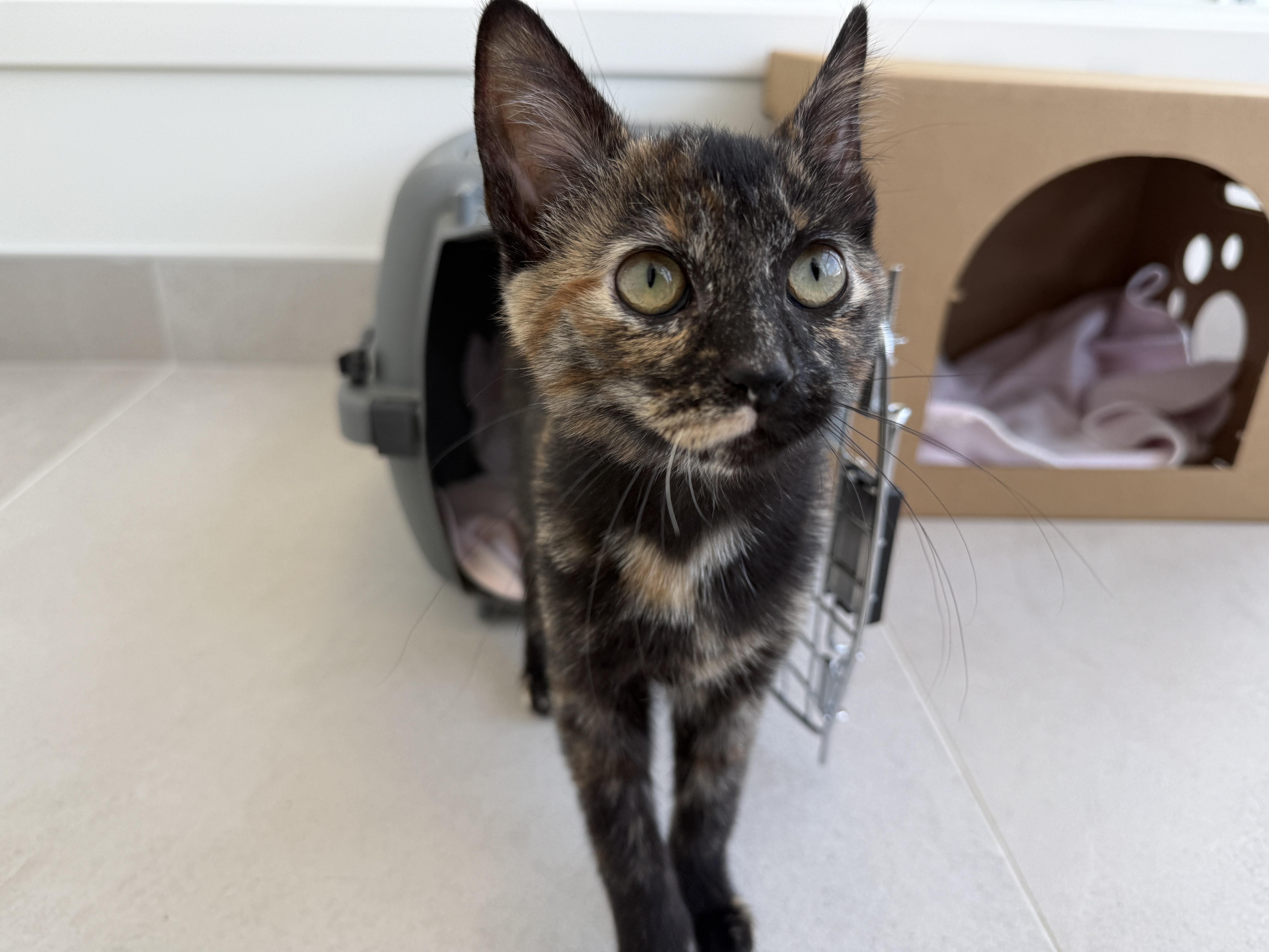 Enlarge Gilda, a ADOPTABLE Tortoiseshell in Evanston, IL image 2/3
